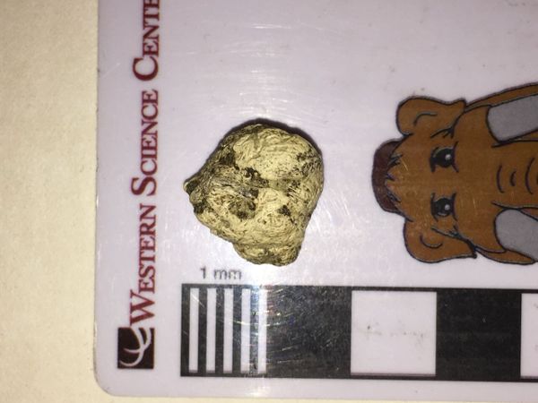 Roughly oval, irregularly-shaped, rough-surfaced bone sitting on a scale bar. The bone is about 15 cm in diameter.