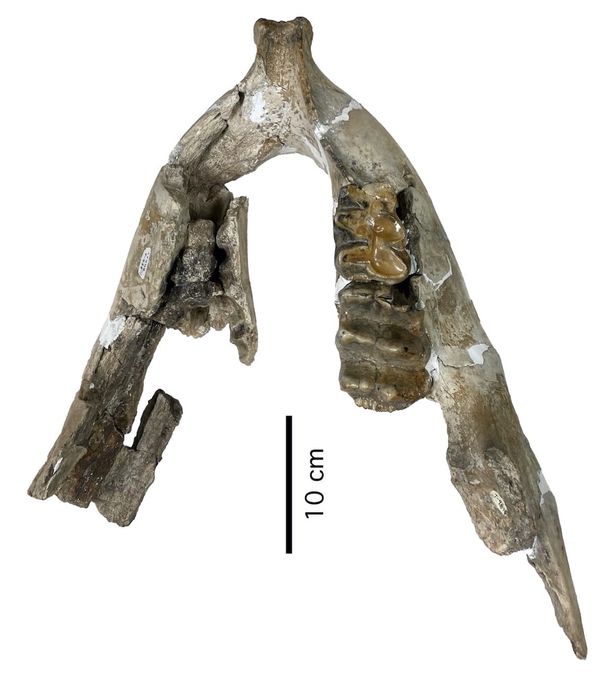 Bayou Manchac mastodon