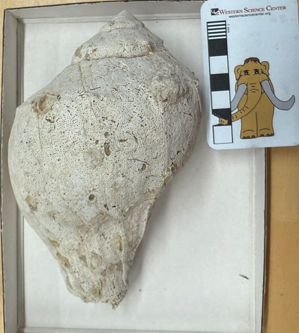 Big fossil whelk