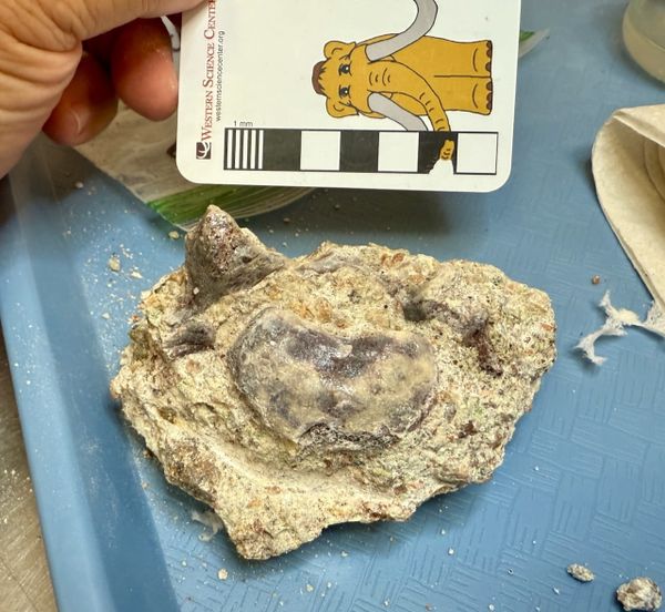 More Miocene fossils