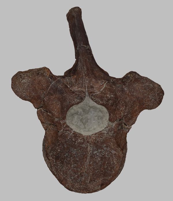 Grizzly Ridge mastodon vertebra