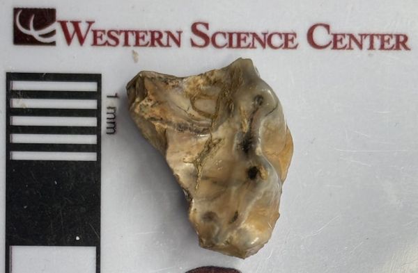 An intriguing tooth fragment