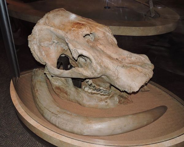 The Discovery of Max