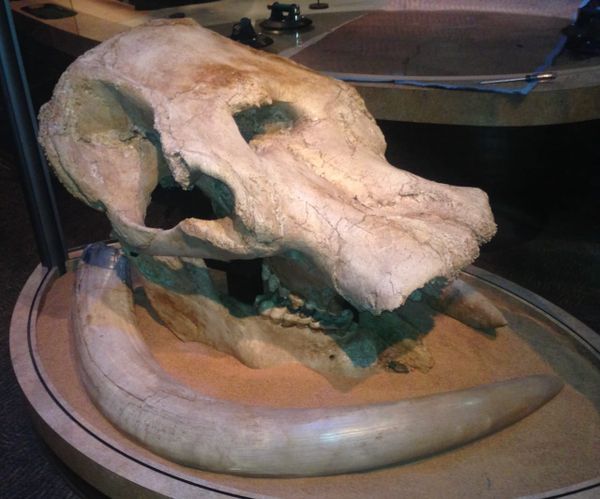 Pacific Incognitum - The Pacific Mastodon Story