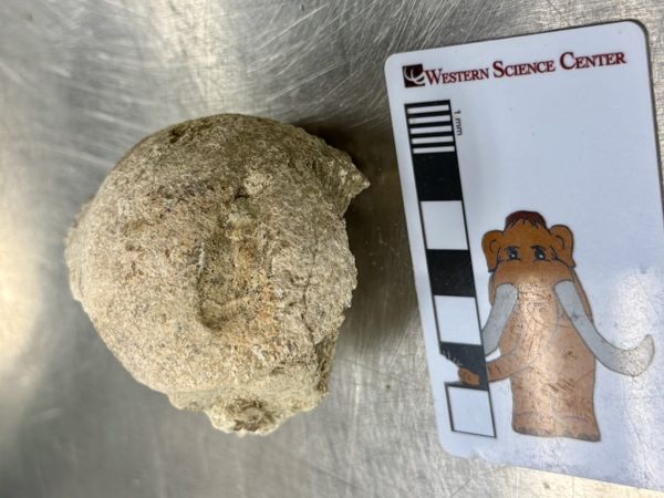 More Mall Fossils