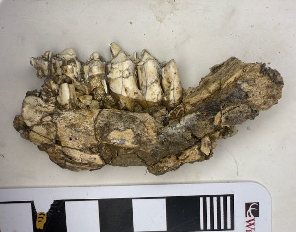 Tiny teeth