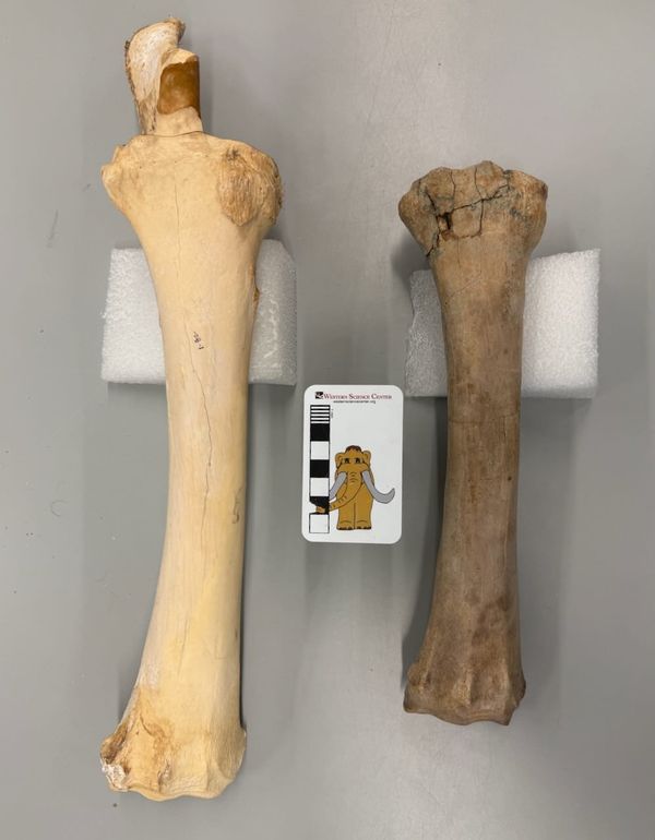 Horse forearm from Murrieta