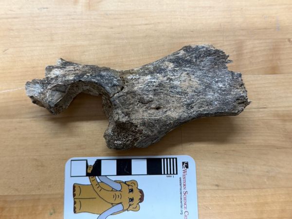 More mysterious bones for the new exhibit