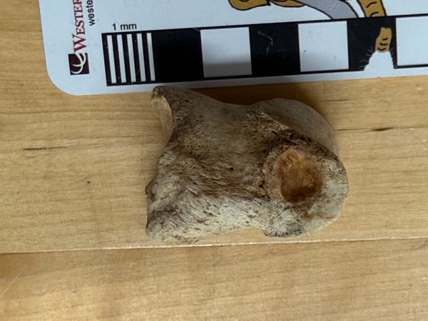 Mysterious Temecula bones, Part 2