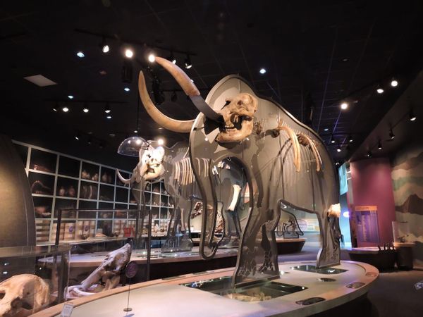 Skeletal mounts, or how to turn scraps into a story