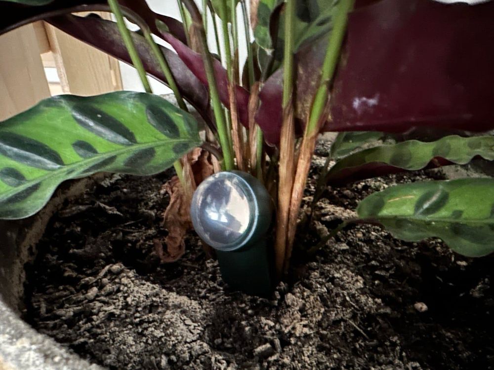 Fyta Beam: Der smarte Pflanzenassistent im Langzeittest