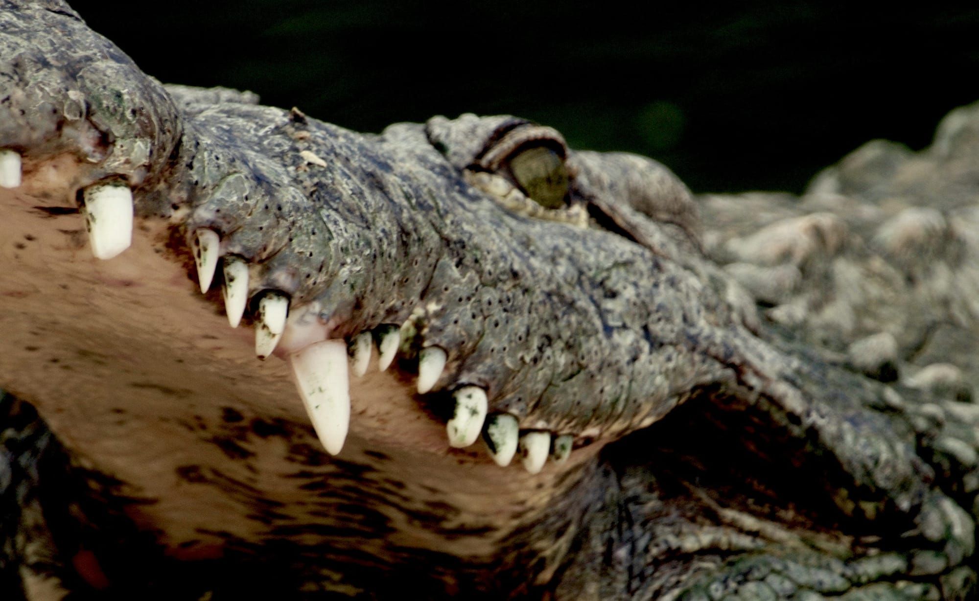 Killerkrokos und Hollywood waren schon immer eine gute Kombi.