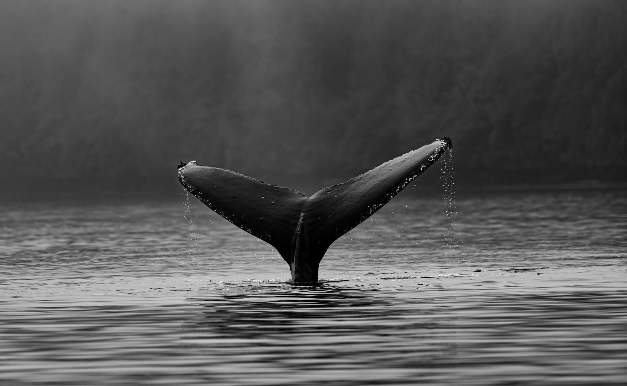 Die Russo-Brüder arbeiten an einem Remake des Kinderklassikers «Free Willy».