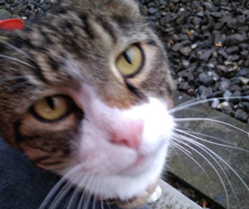 Outdoor-Smartphone Handy Crosscall Action X-3 Kamera Fotos