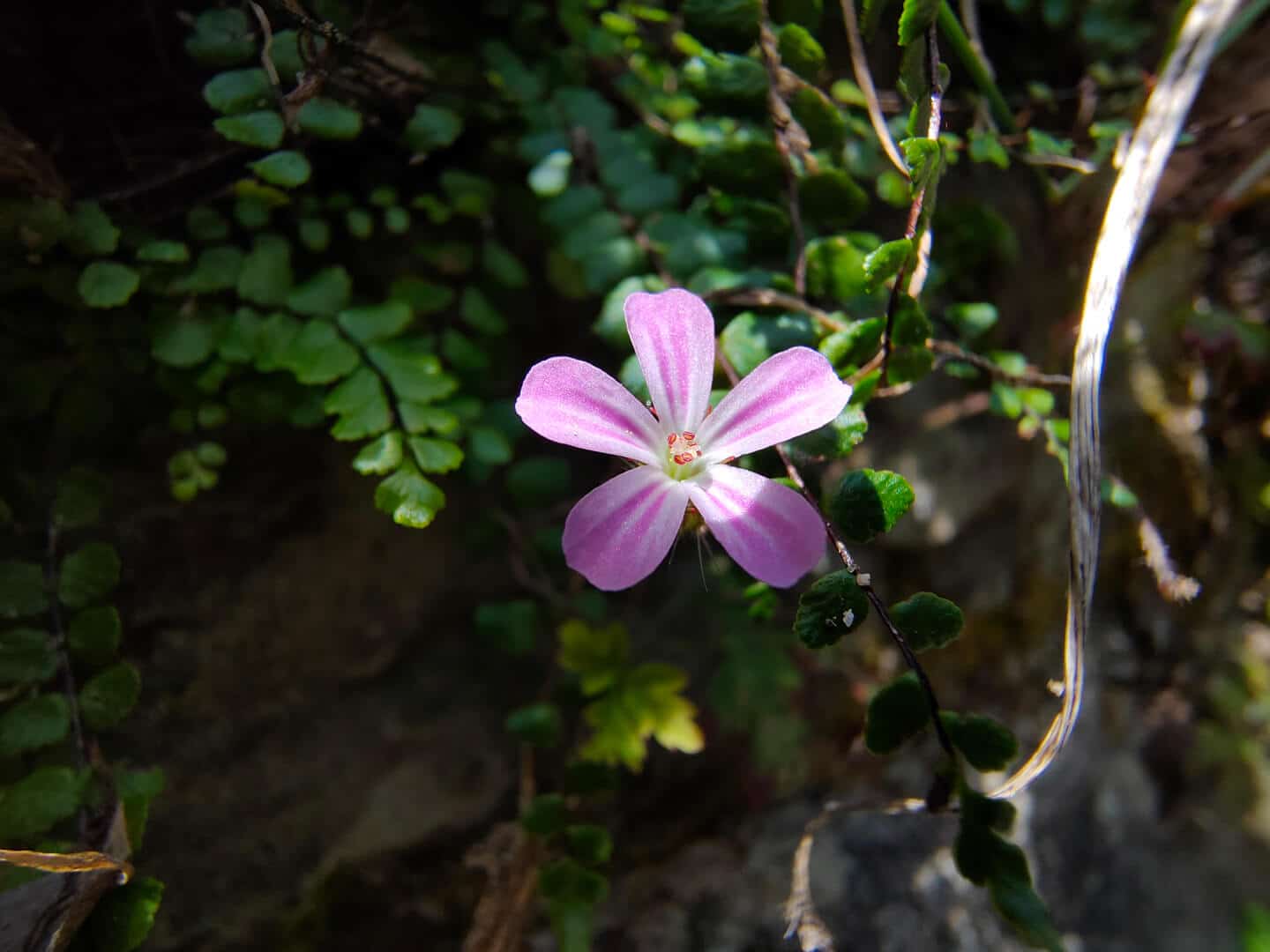 Oppo Find X2 Neo Test