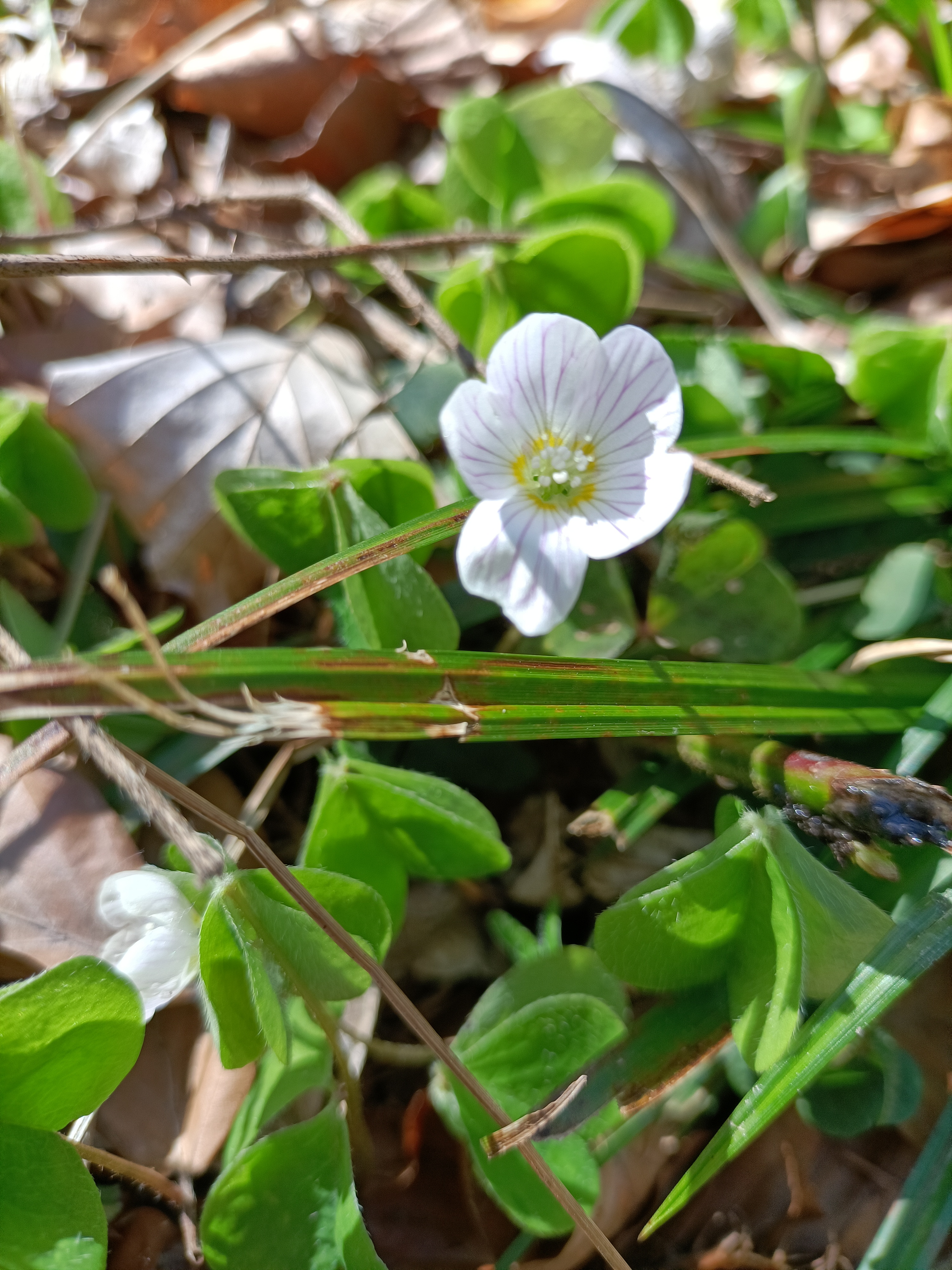 Oppo Reno 4 Z: Blume mit Kamera fotografiert