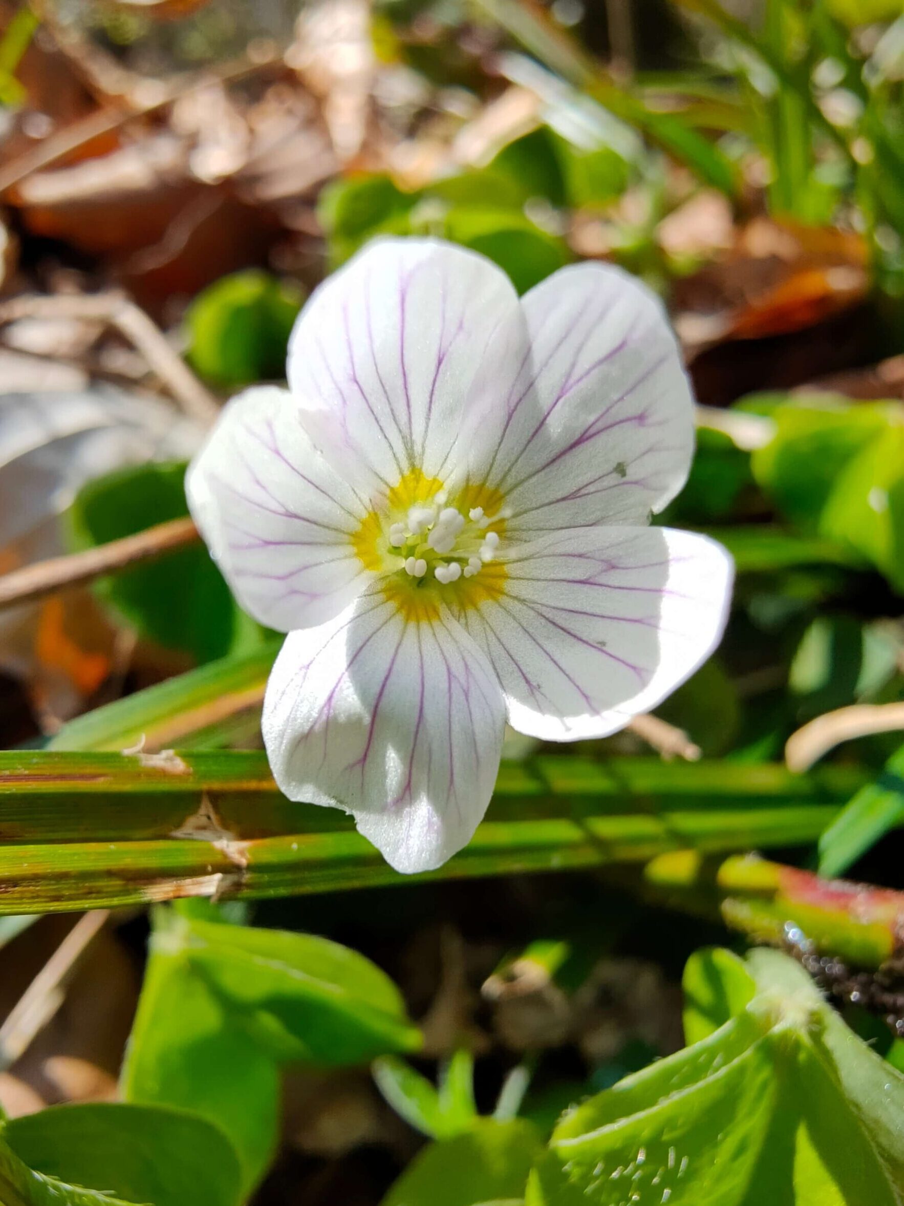 Oppo Reno 4 Pro: So gut ist die Kamera: Blume