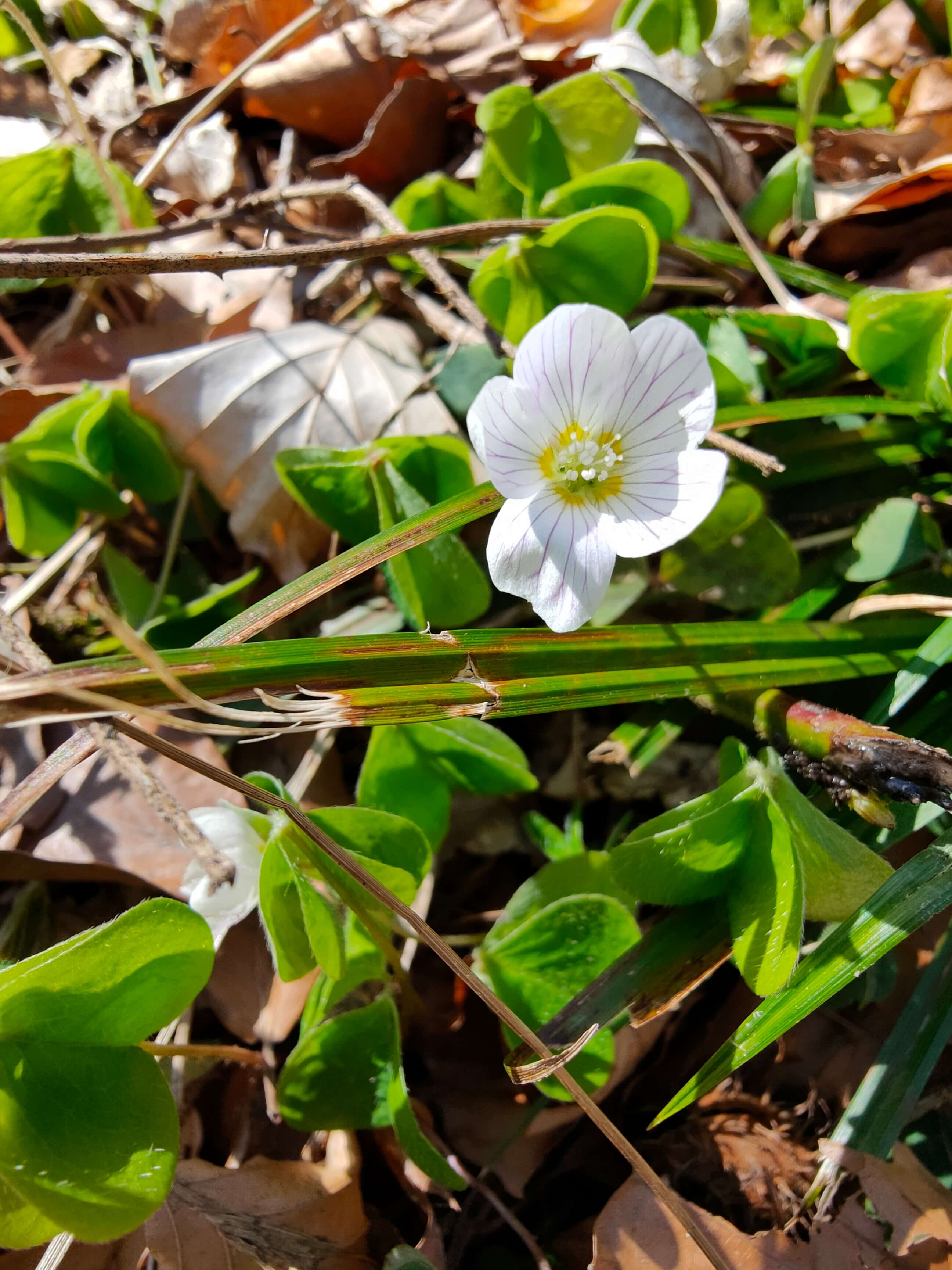 Oppo Reno 4 Pro: So gut ist die Kamera: Blume im Wald