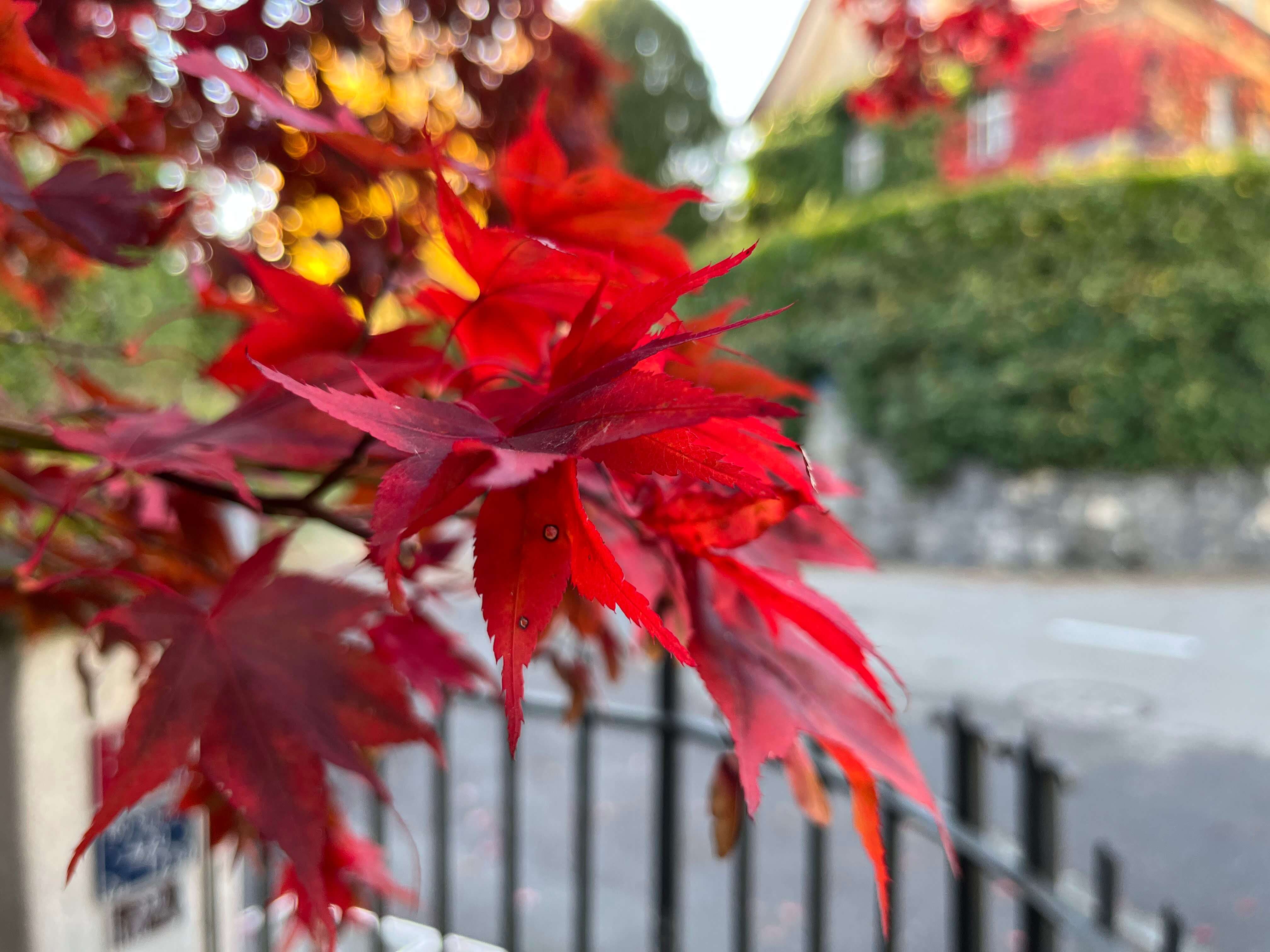 Beispielfoto iPhone 13 Mini Kameratest.