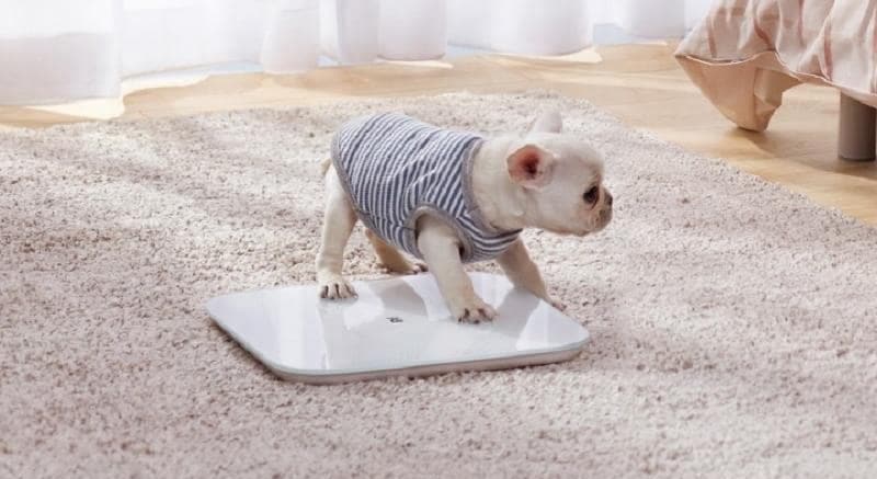 Xiaomi Mi Smart Scale 2