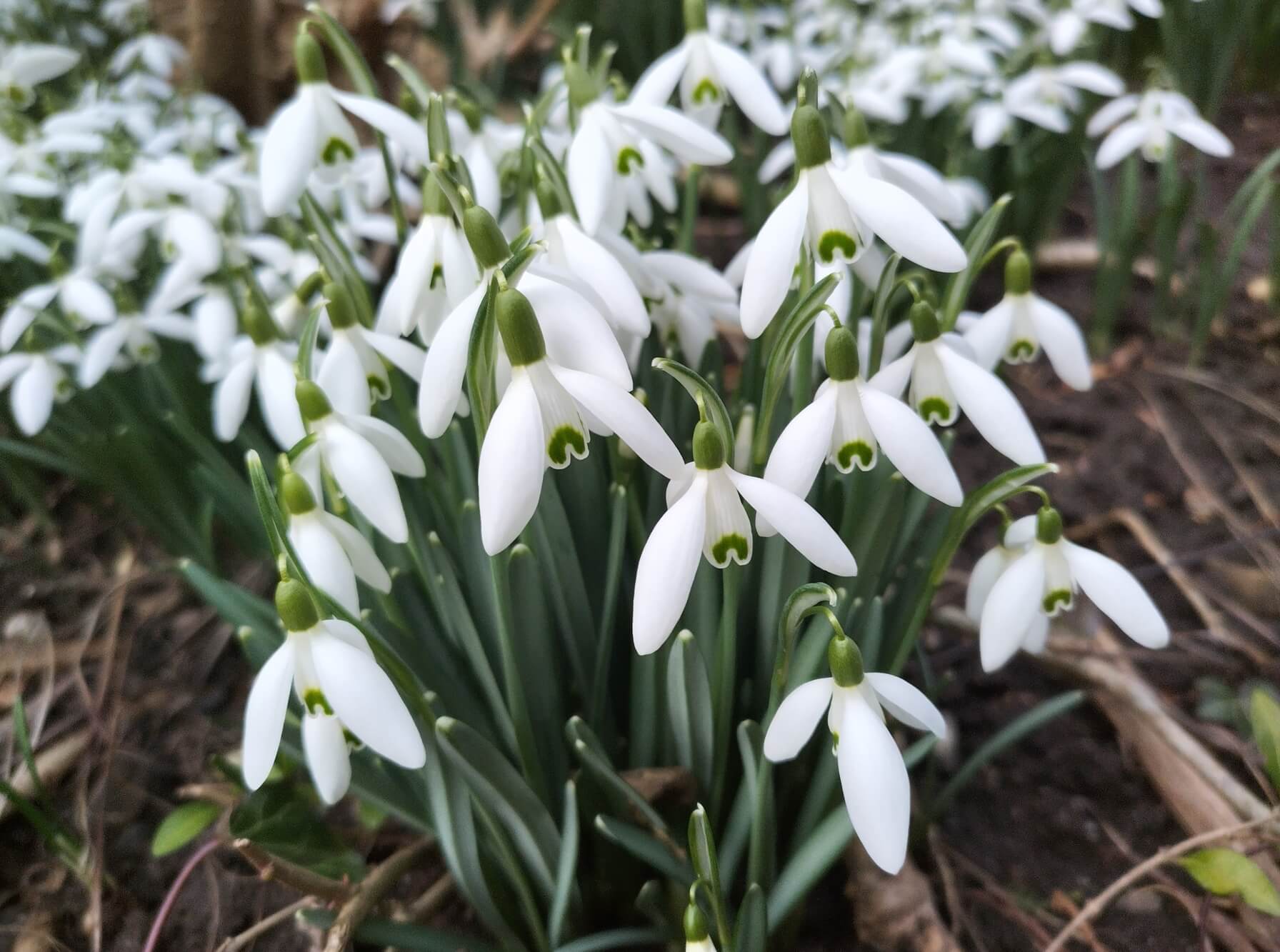 Nokia XR20: Beispielfoto Hauptkamera bei Tageslicht.