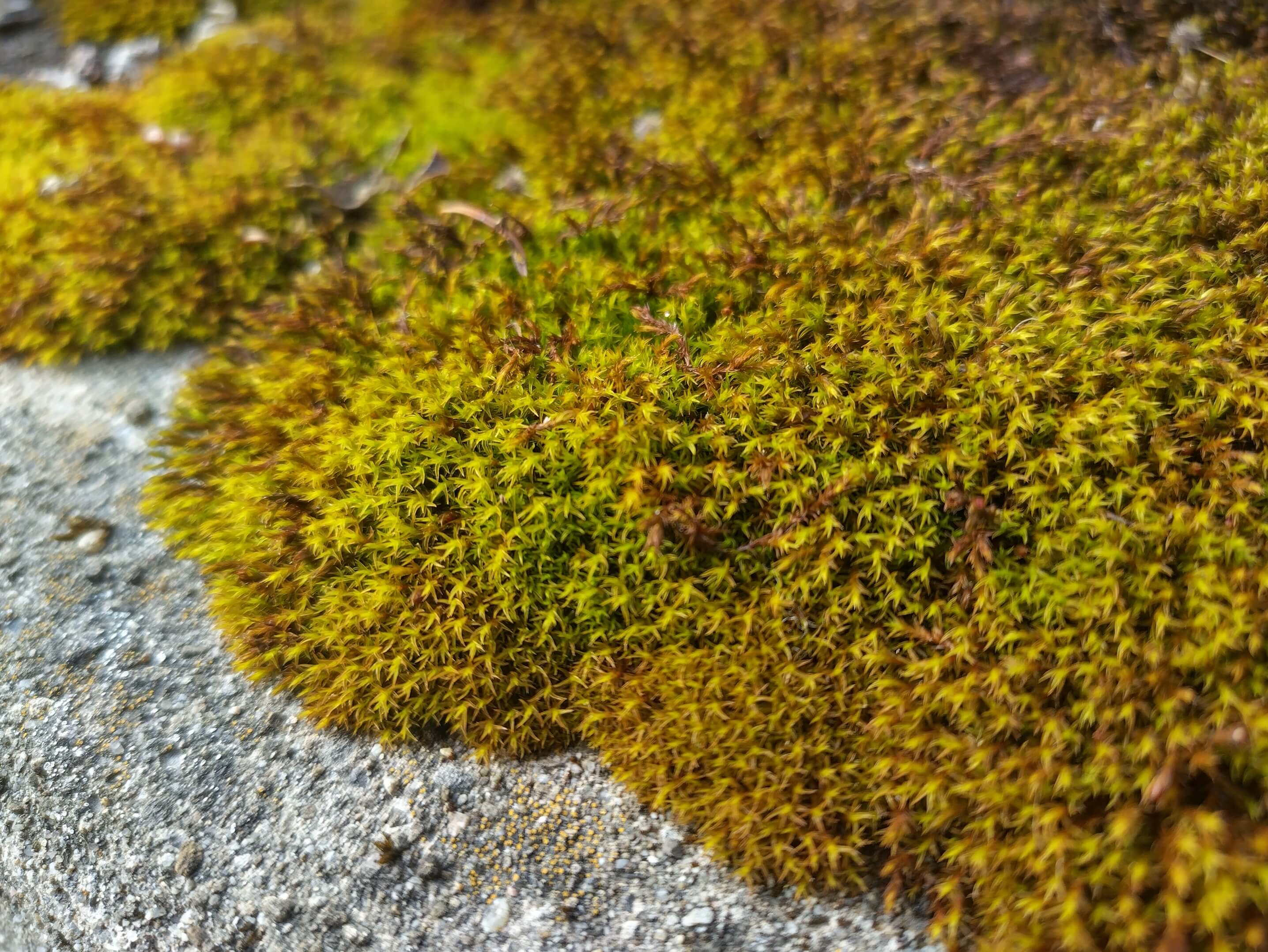 Nokia XR20: Beispielfoto Nahaufnahme.