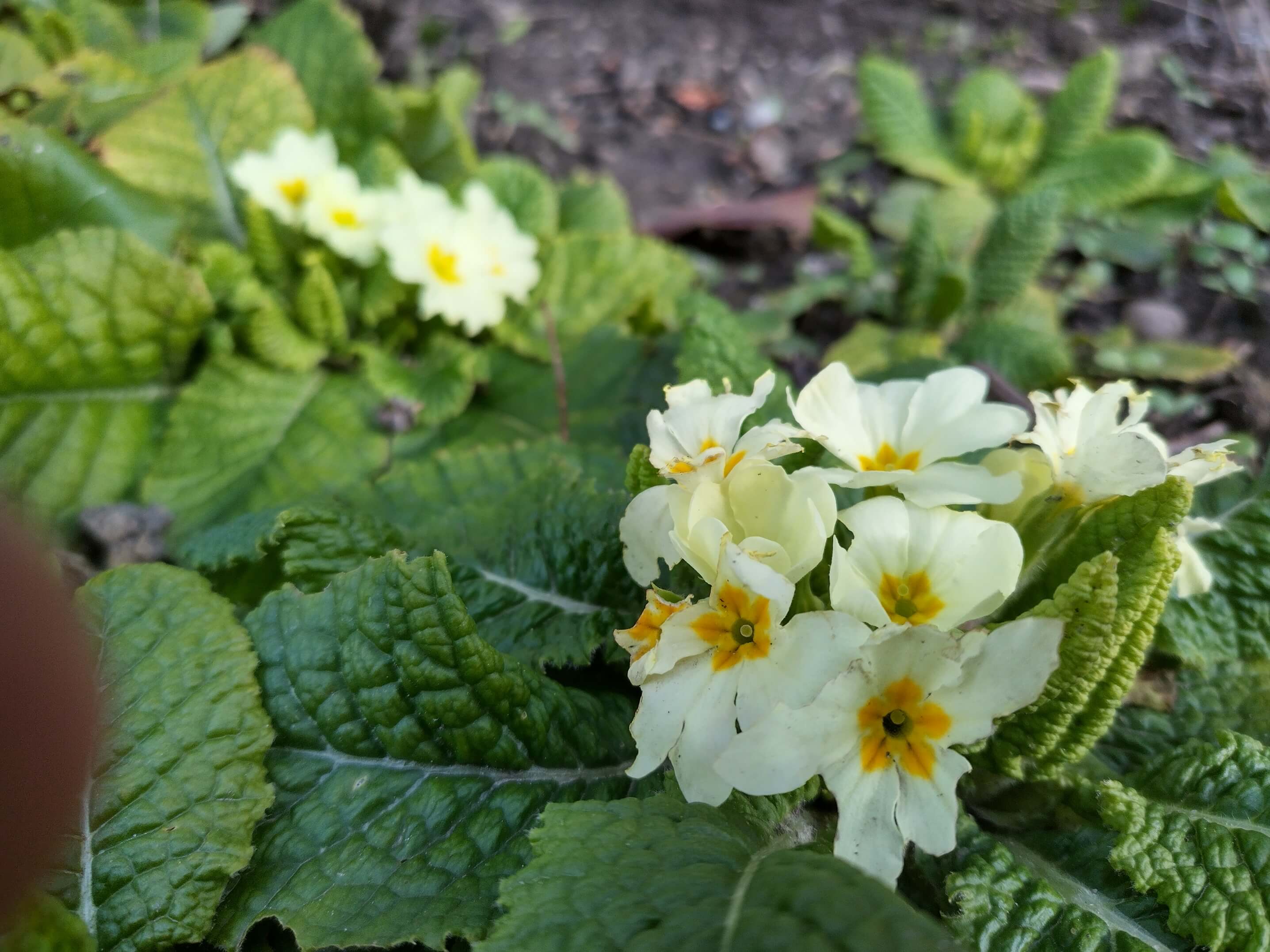 Nokia XR20: Beispielfoto Hauptkamera bei Tageslicht.