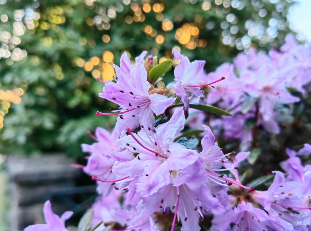 Huawei P50 Pro im Test: Bild Beispiel.