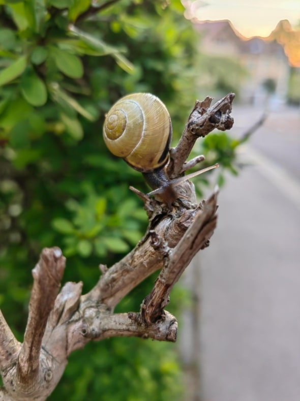 Huawei P50 Pro im Test: Wie gut ist die Kamera?