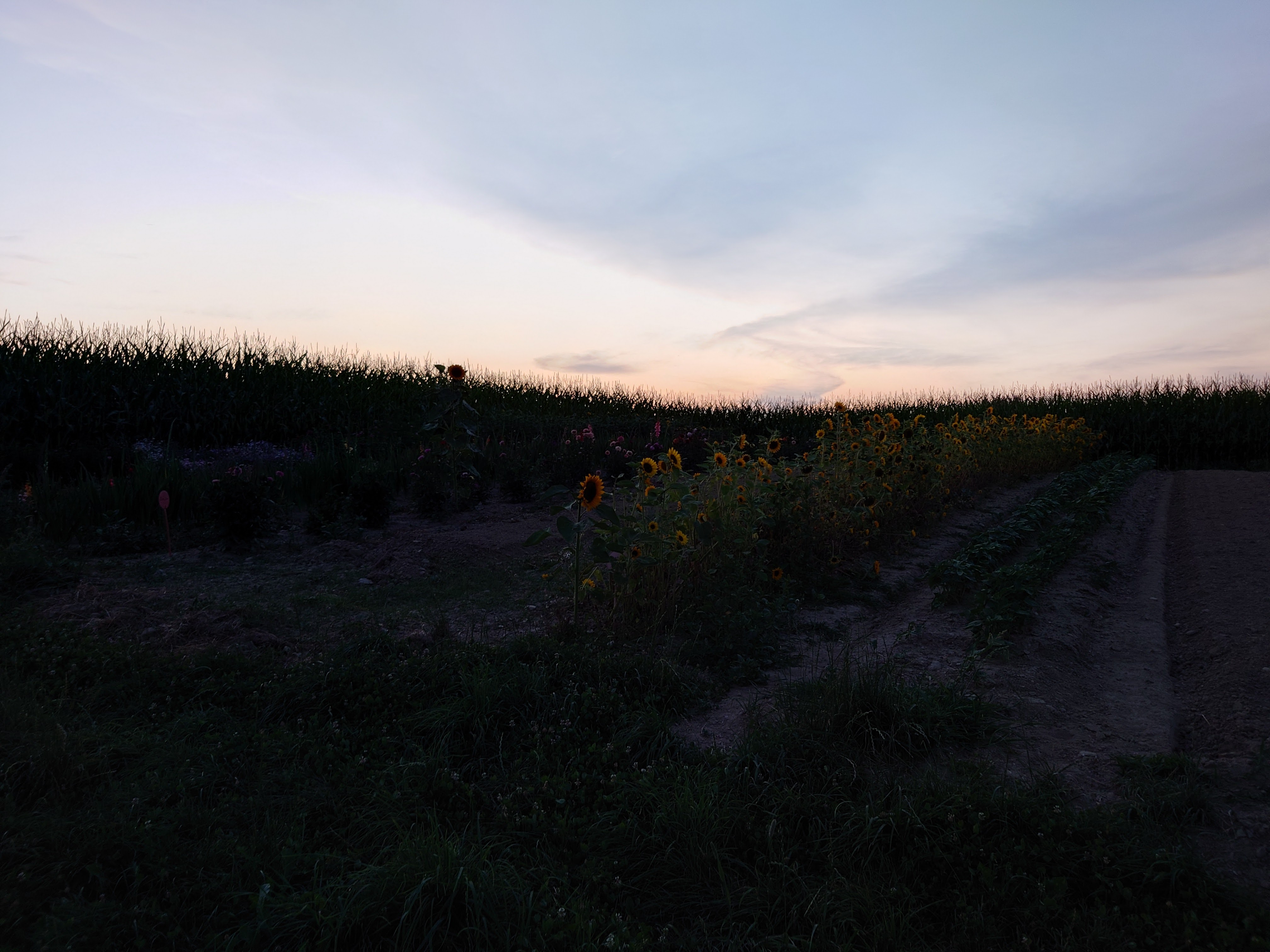 Sony Xperia 1 IV Low-Light mit Hauptkamera