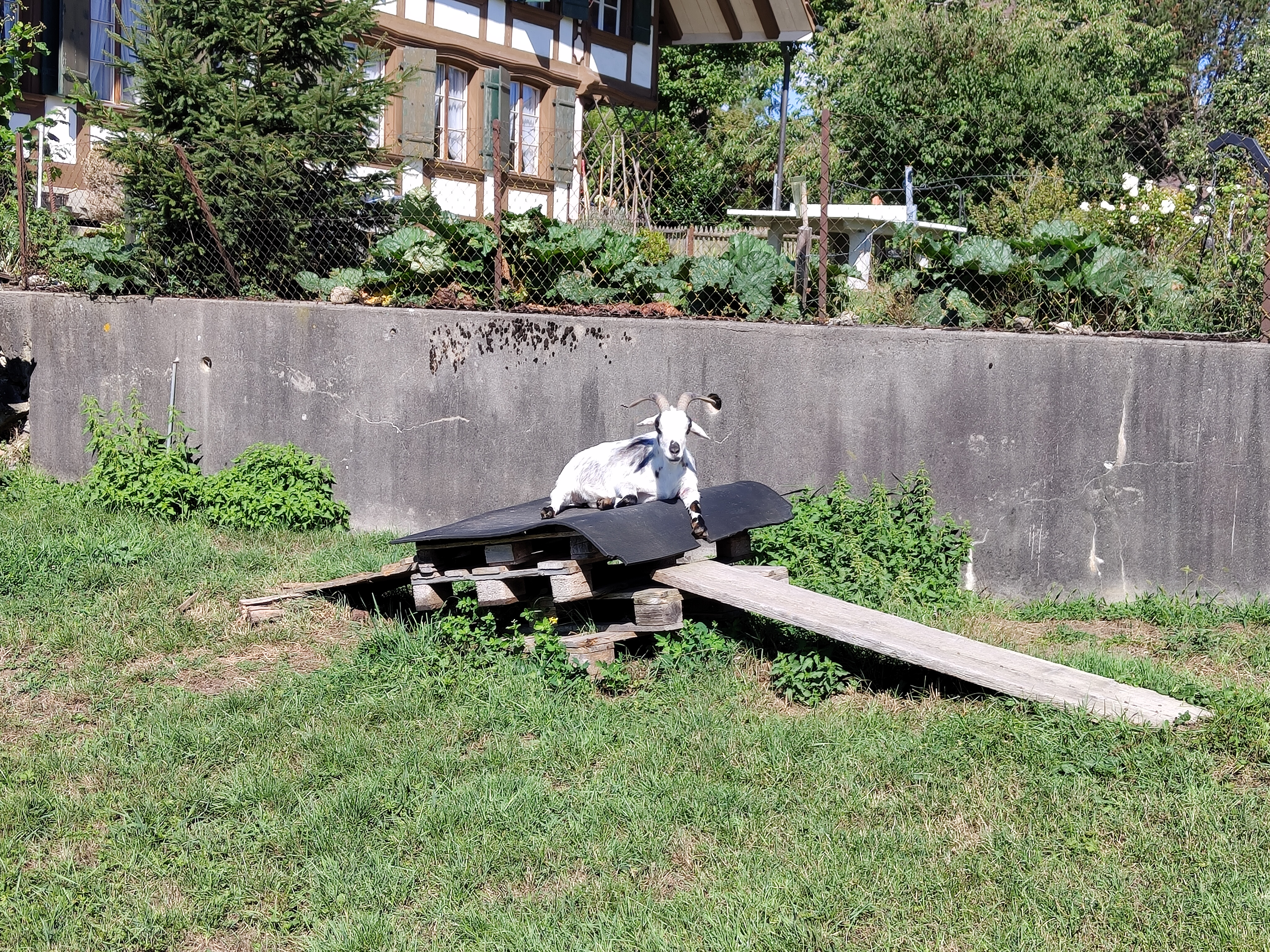 2-fach Zoom-Aufnahme mit Nothing Phone 1