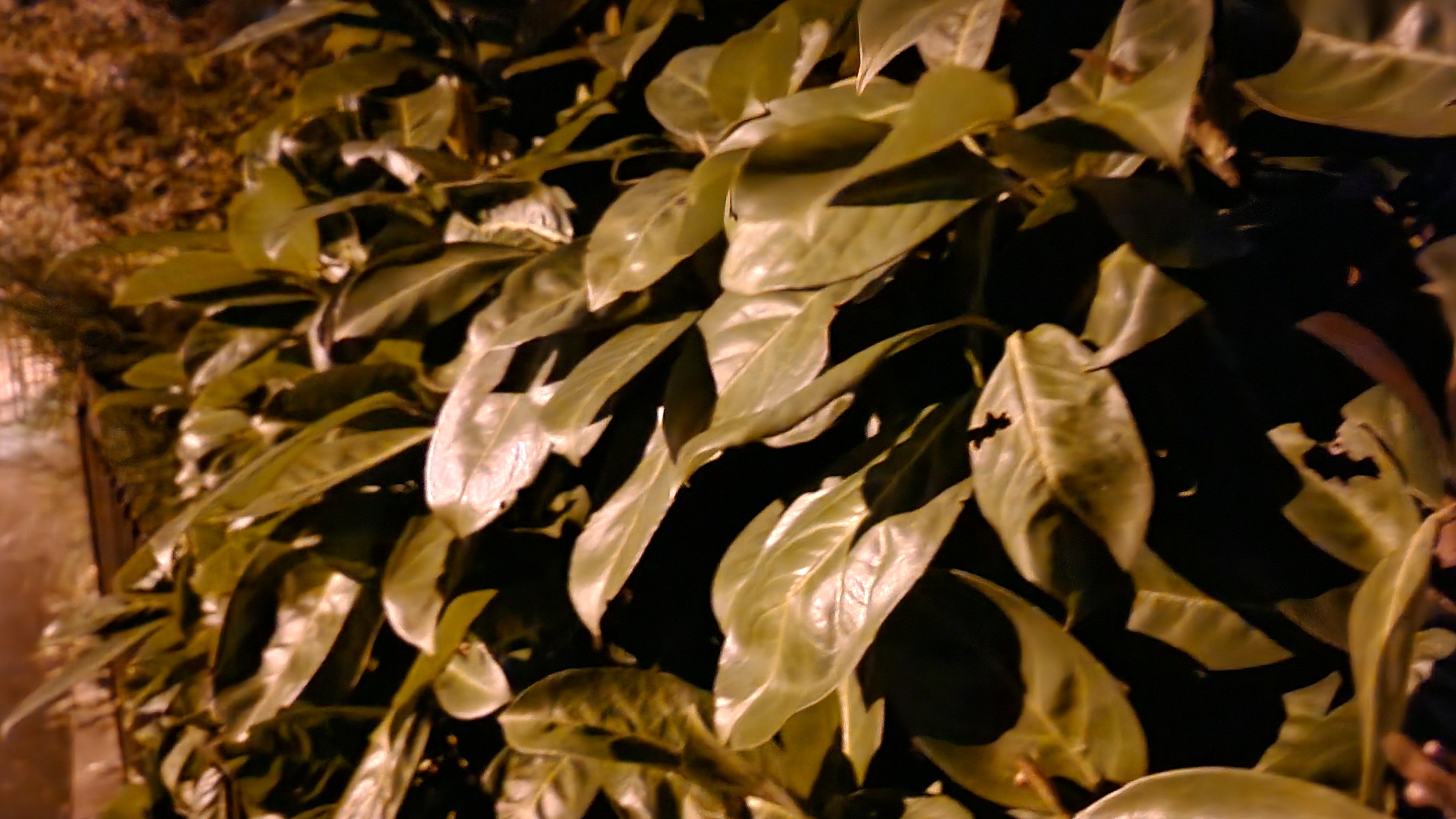 Galaxy Z Flip 4: Nachtmodus Beispielfoto.