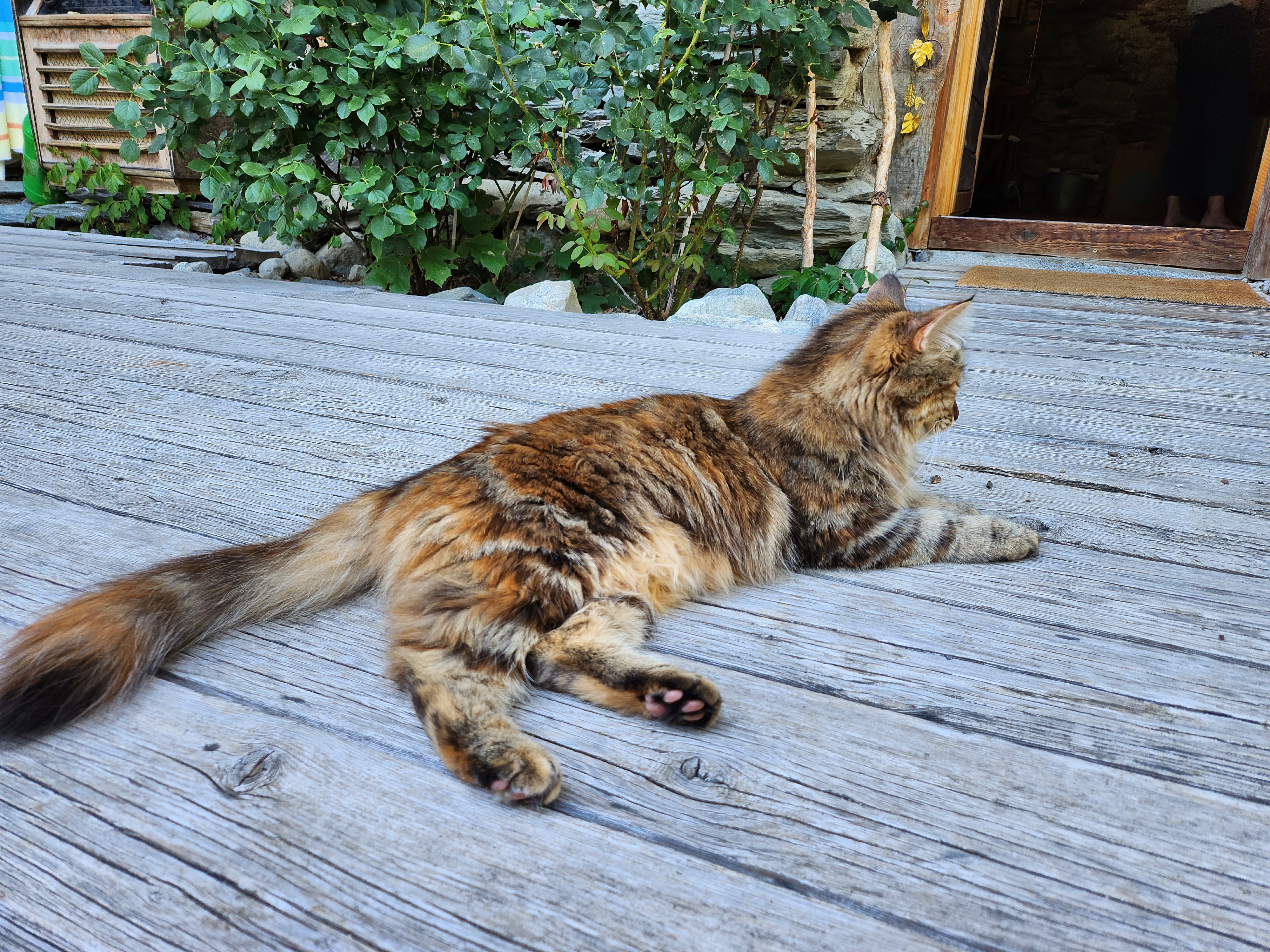 Samsung Galaxy Z Flip 4 Kamera-Test: Foto mit Haustier.