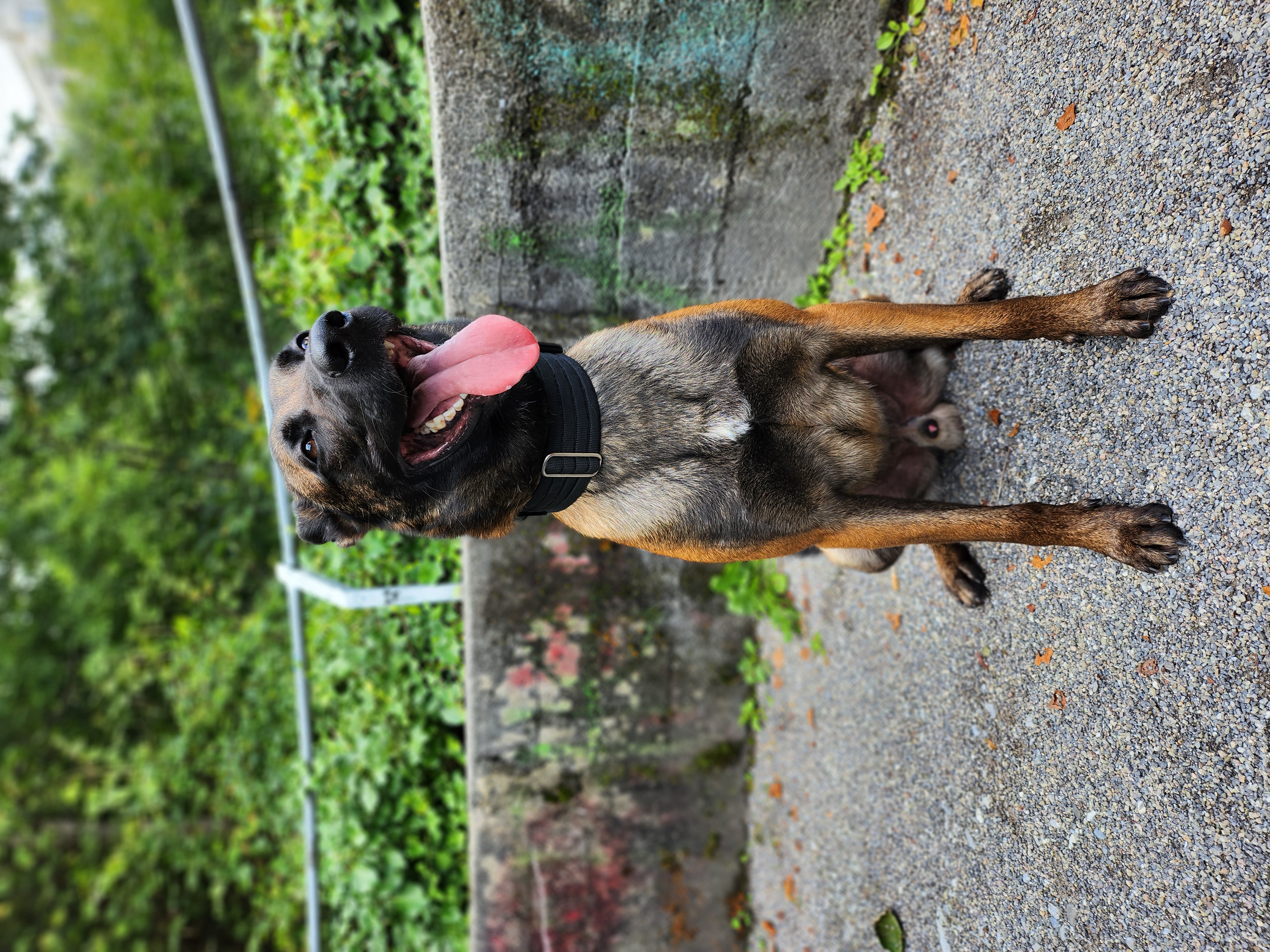 Samsung Galaxy Z Flip 4 Kamera-Test: Schnappschuss mit einem Haustier.