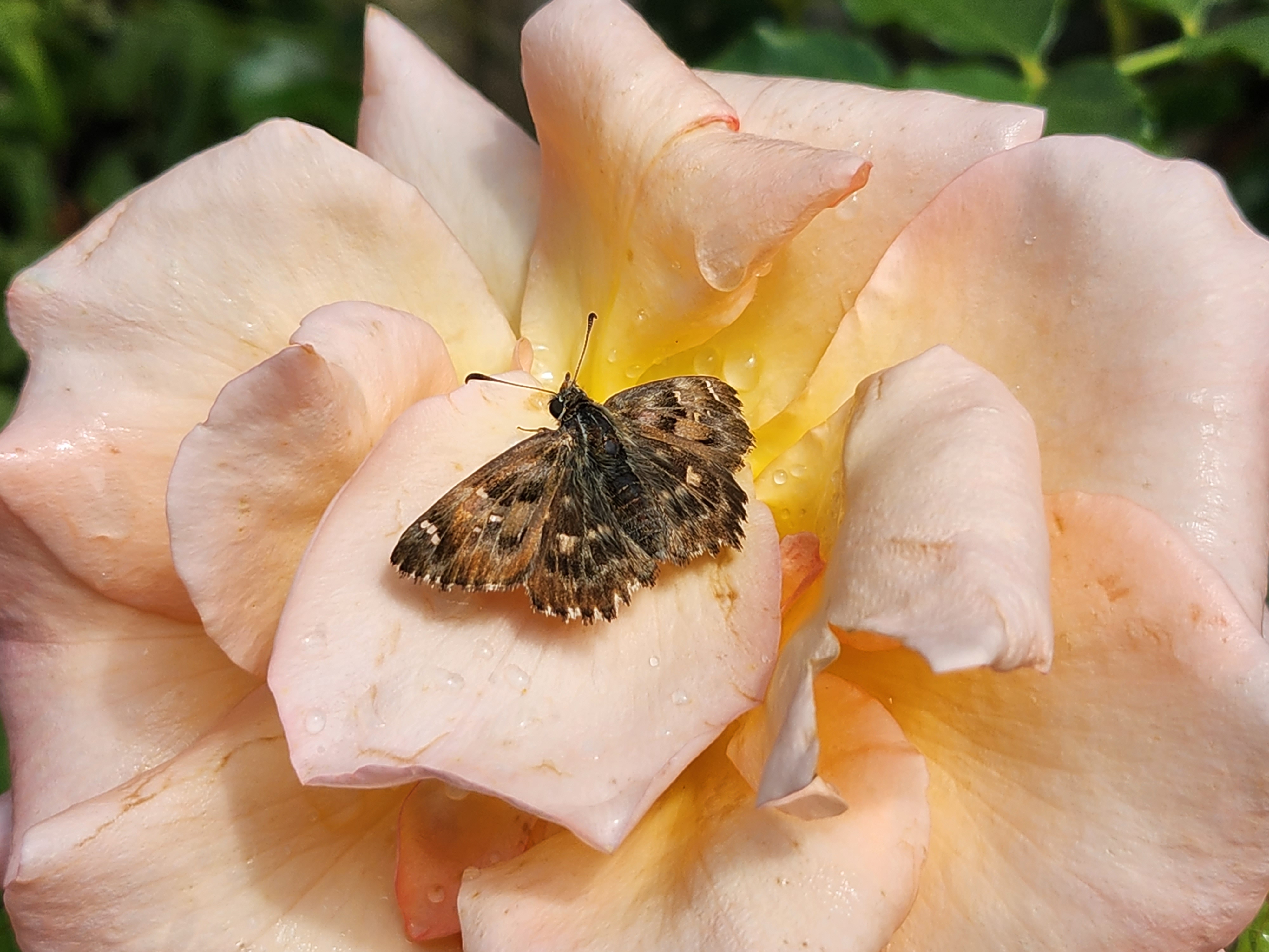 Samsung Galaxy Z Flip 4 Kamera-Test: Naturfoto mit vielen Farben.