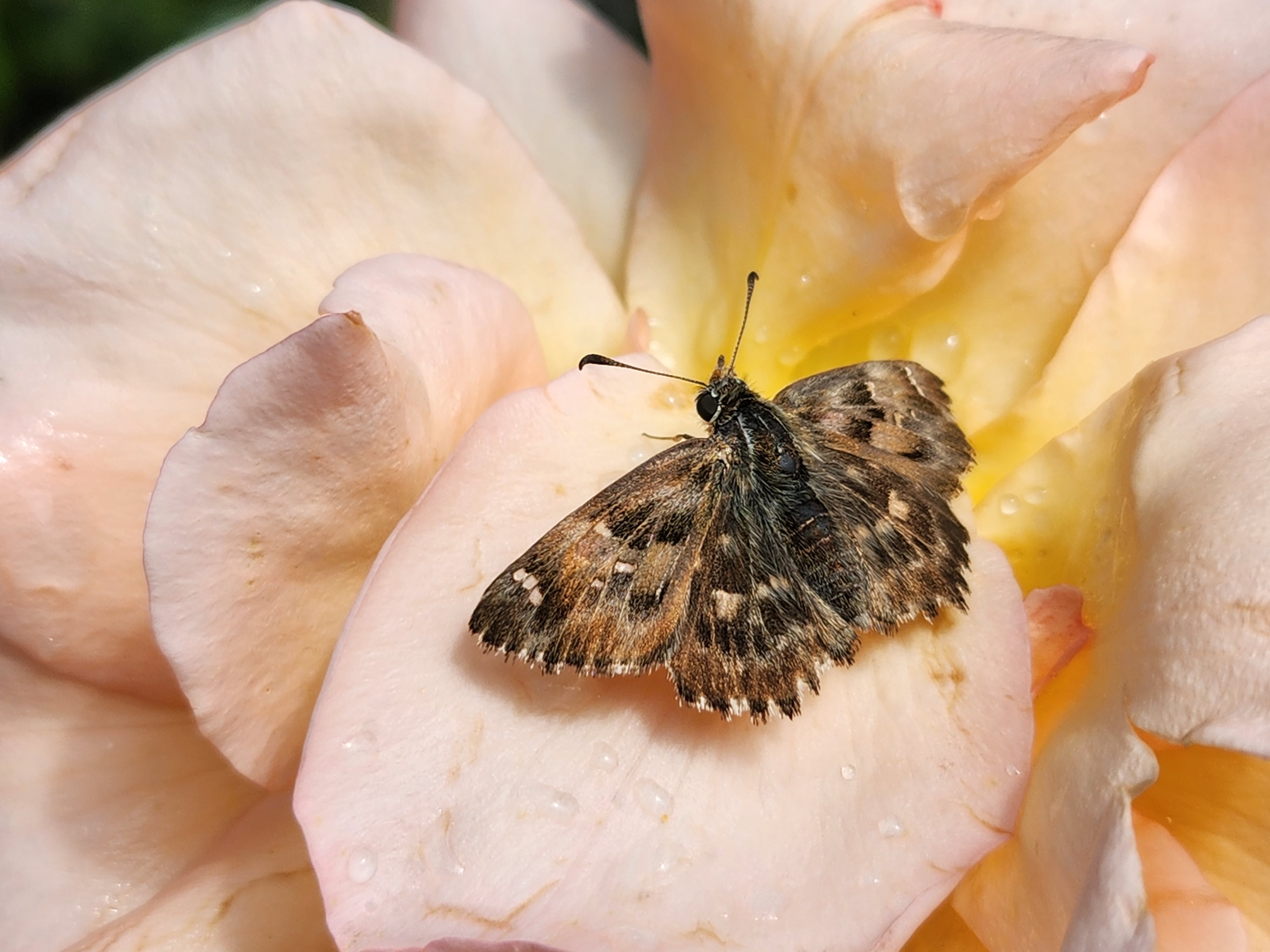 Samsung Galaxy Z Flip 4 Kamera-Test: Nahaufnahme Beispielfoto.