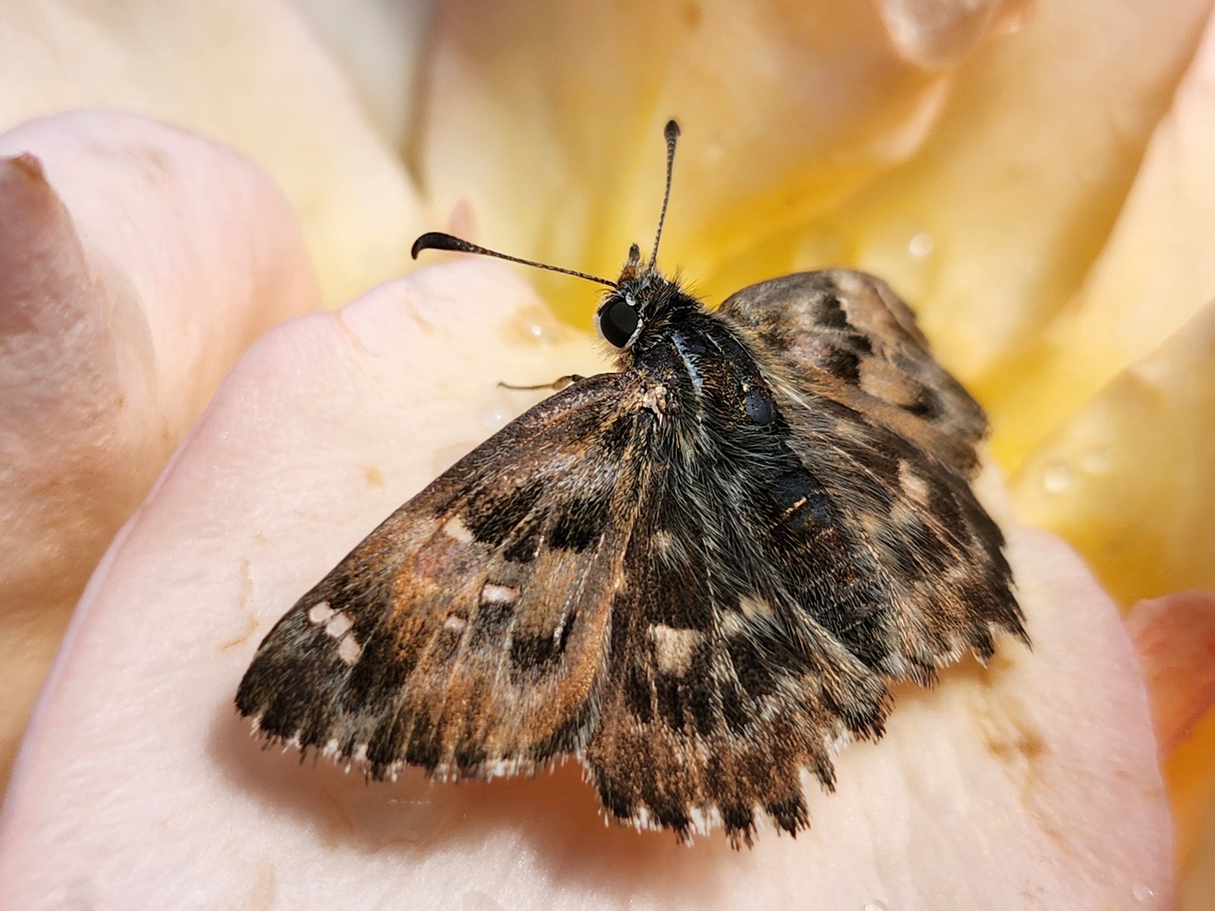 Samsung Galaxy Z Flip 4 Kamera-Test: Makroaufnahme Beispielfoto.