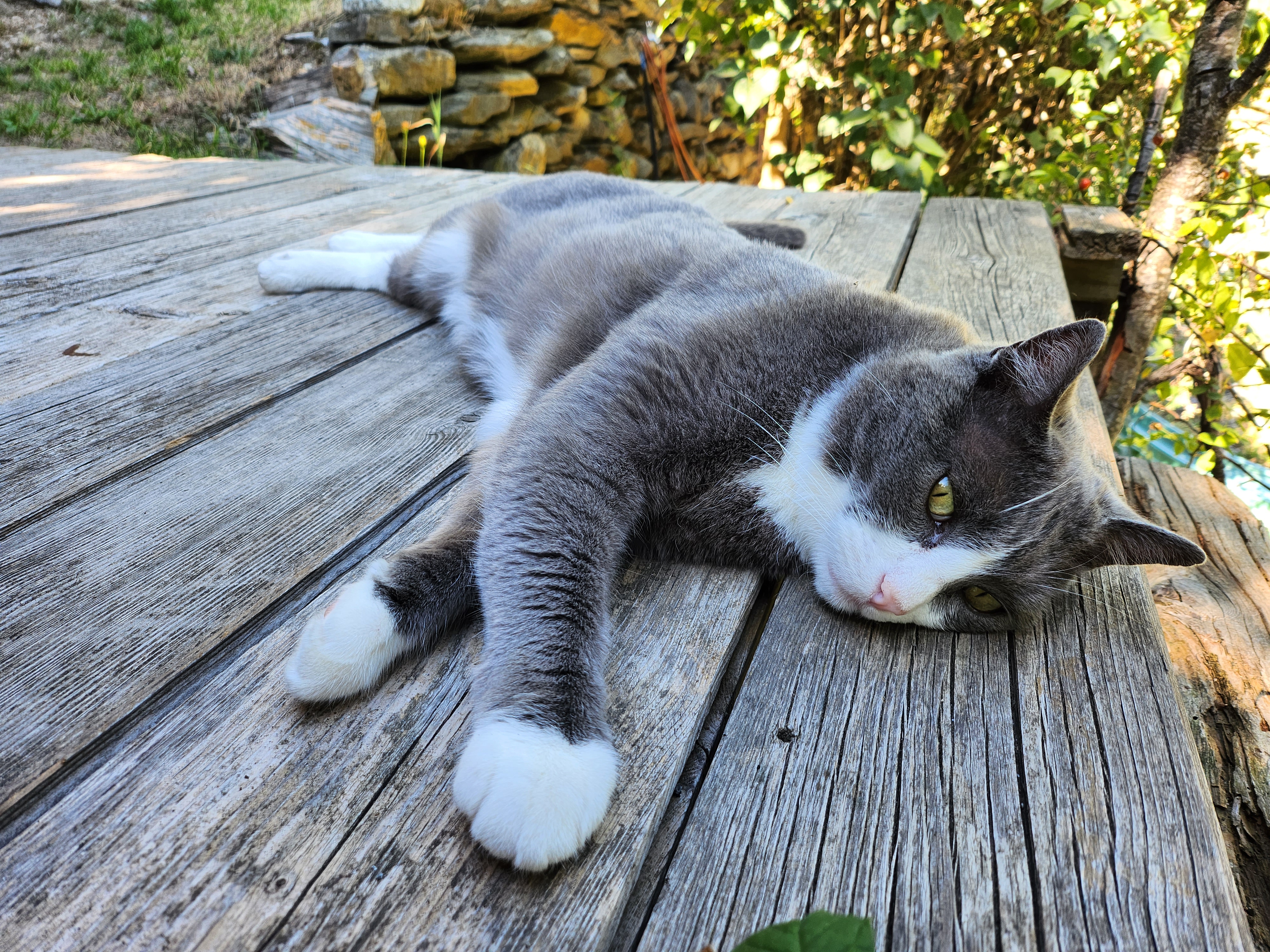 Samsung Galaxy Z Flip 4 Kamera-Test: Foto mit Katze.