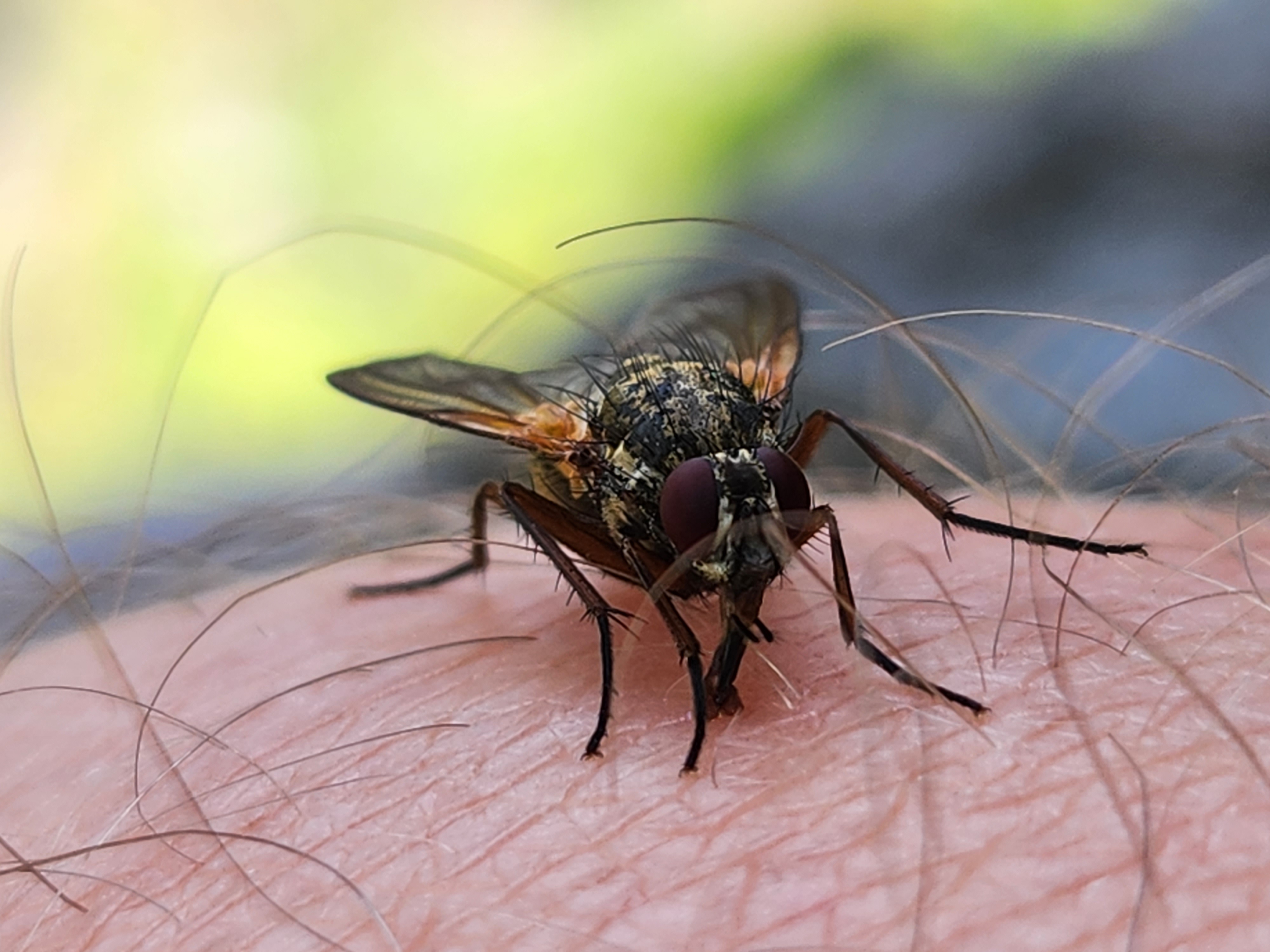 Samsung Galaxy Z Flip 4 Kamera-Test: Makroaufnahme Insekt mit vielen Details.