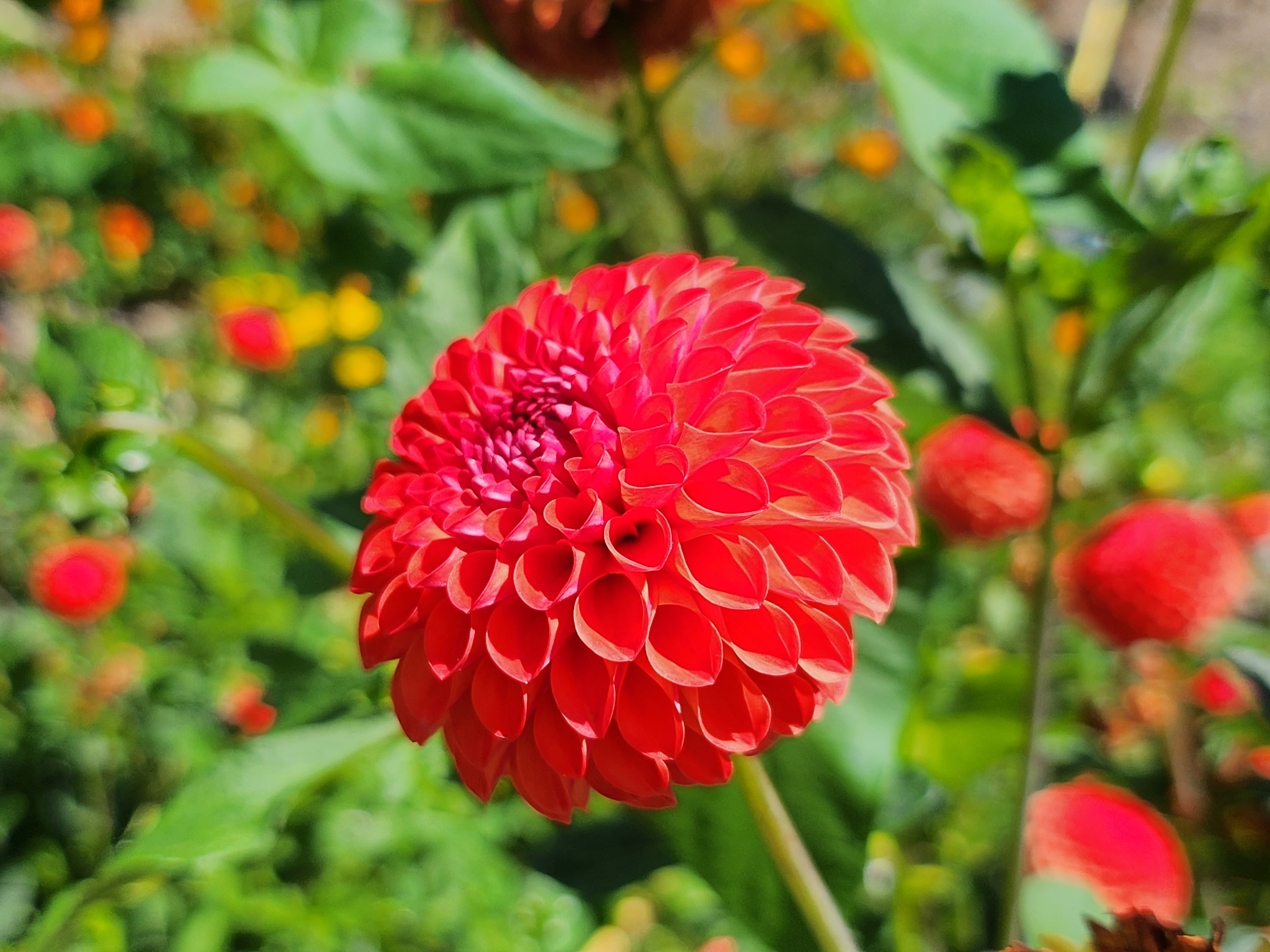 Samsung Galaxy Z Flip 4 Kamera-Test: Nahaufnahme Pflanze.