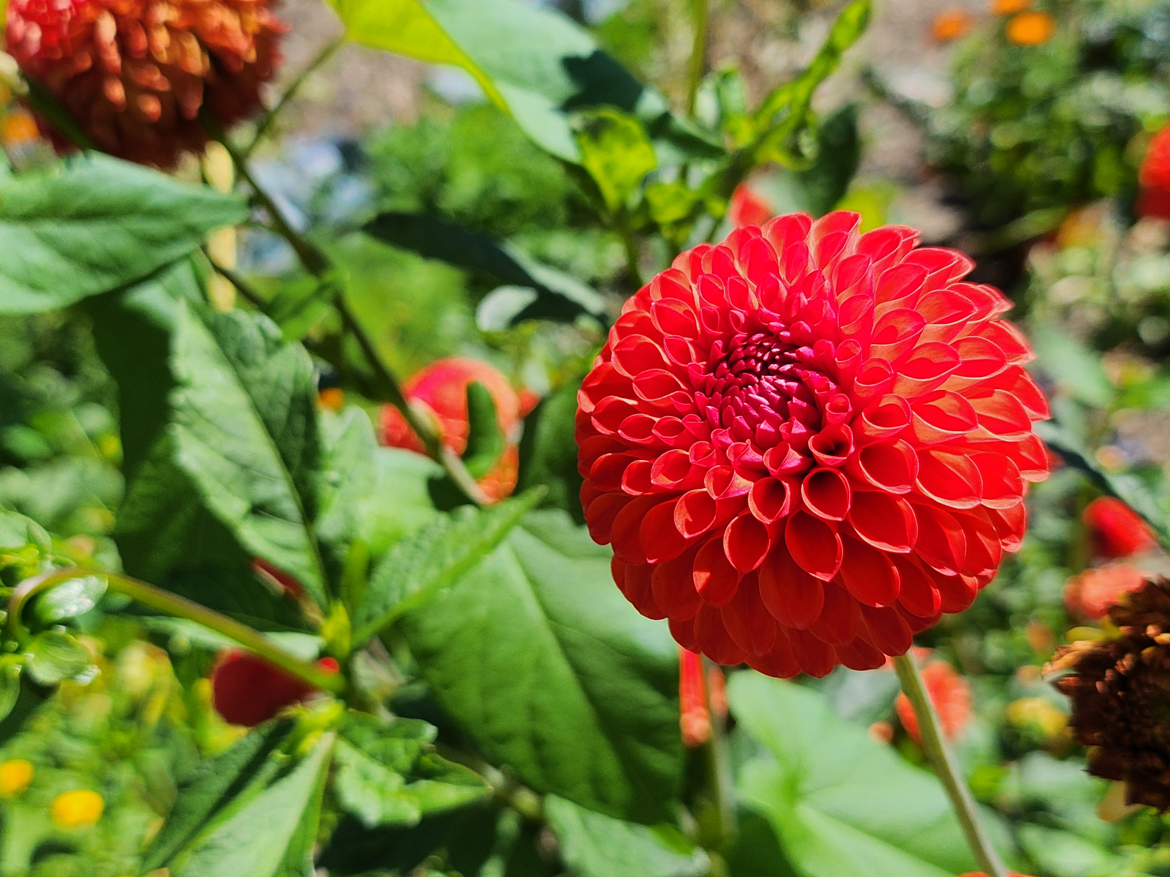 Samsung Galaxy Z Flip 4 Kamera-Test: Nahaufnahme Blume.