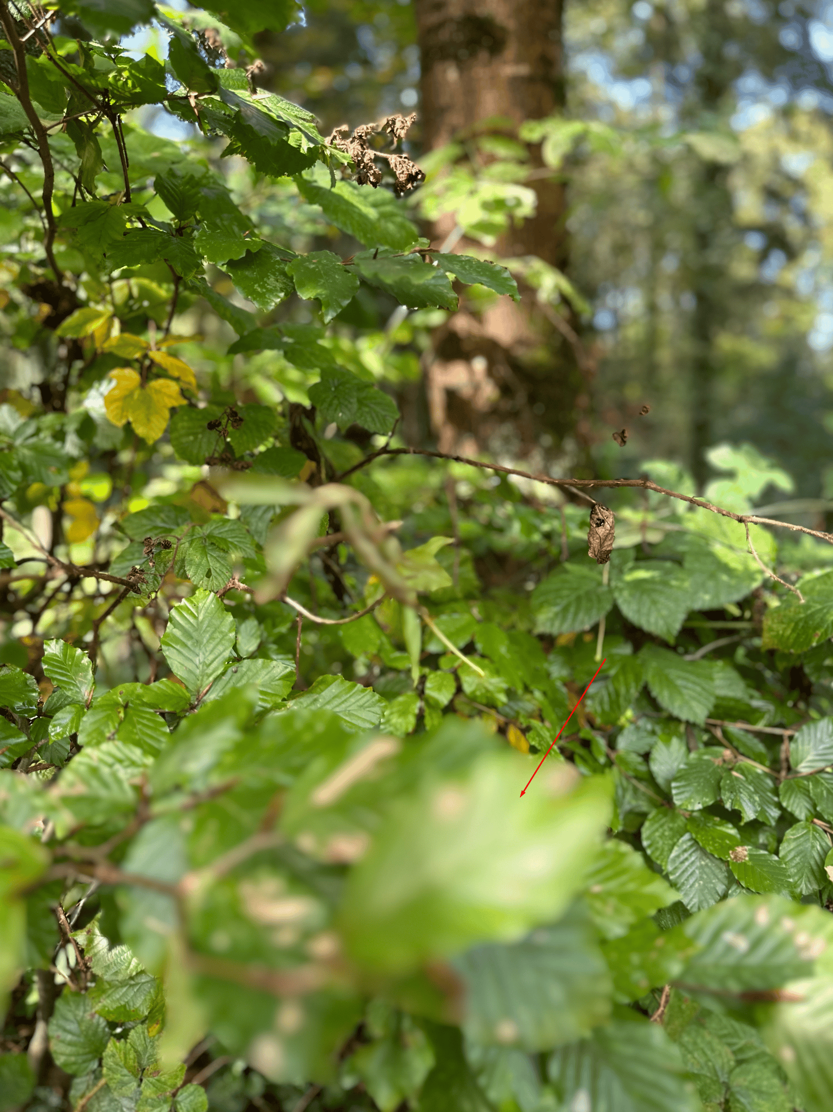 Naturfoto mti dem iPhoen 14 Pro.