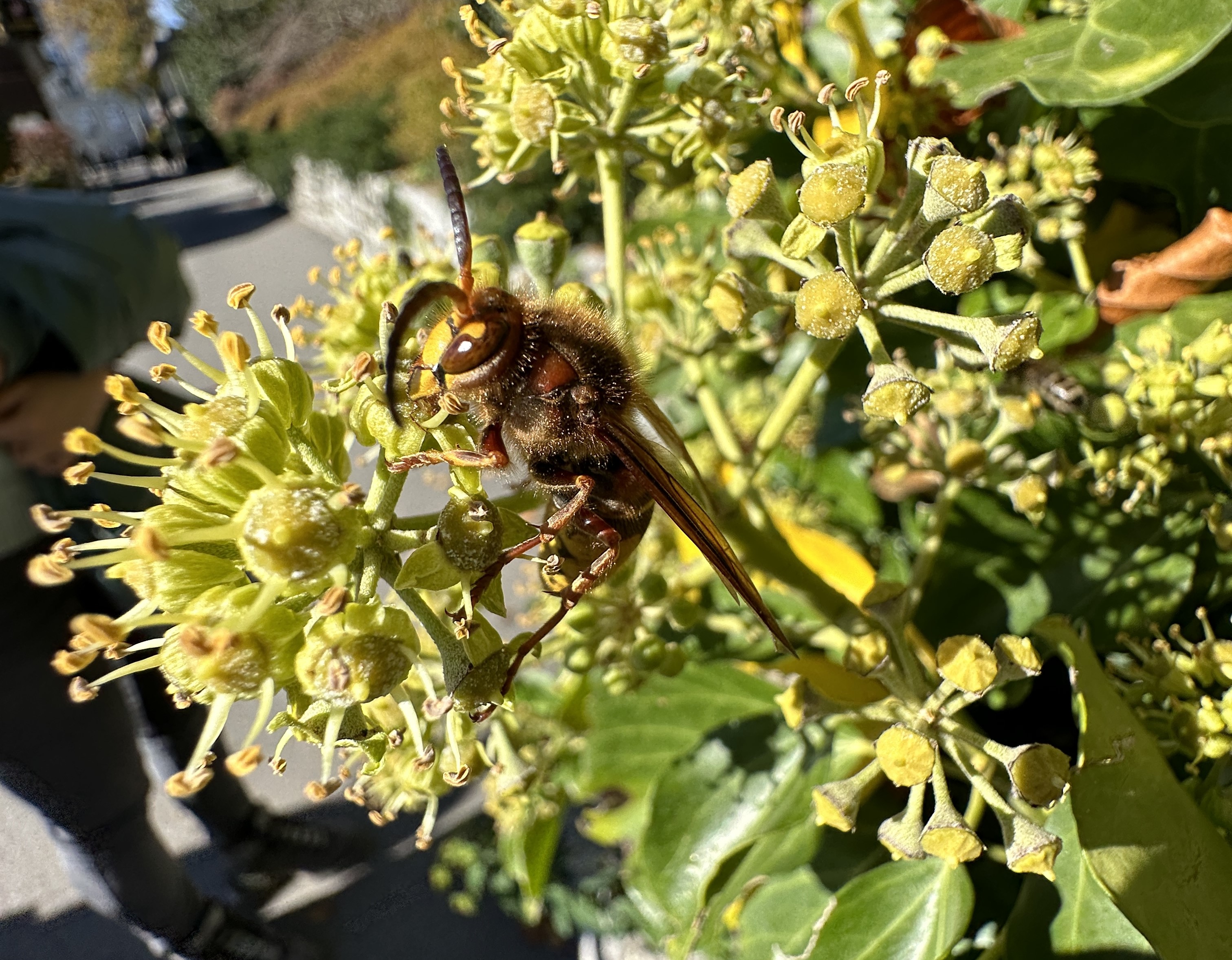 Makrofoto mit der Kamera des iPhone 14 Pro.