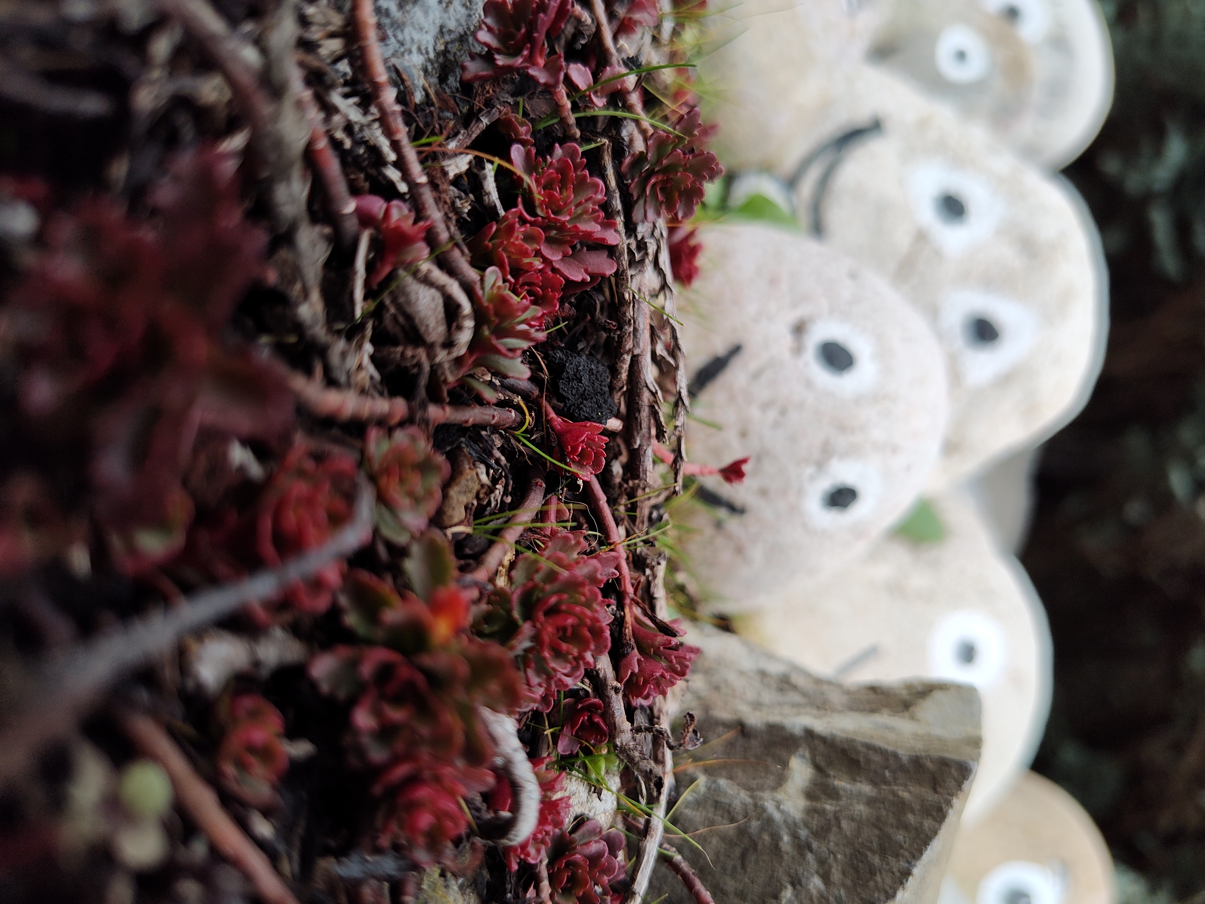 Nokia X30: Testfoto im Automatikmodus.