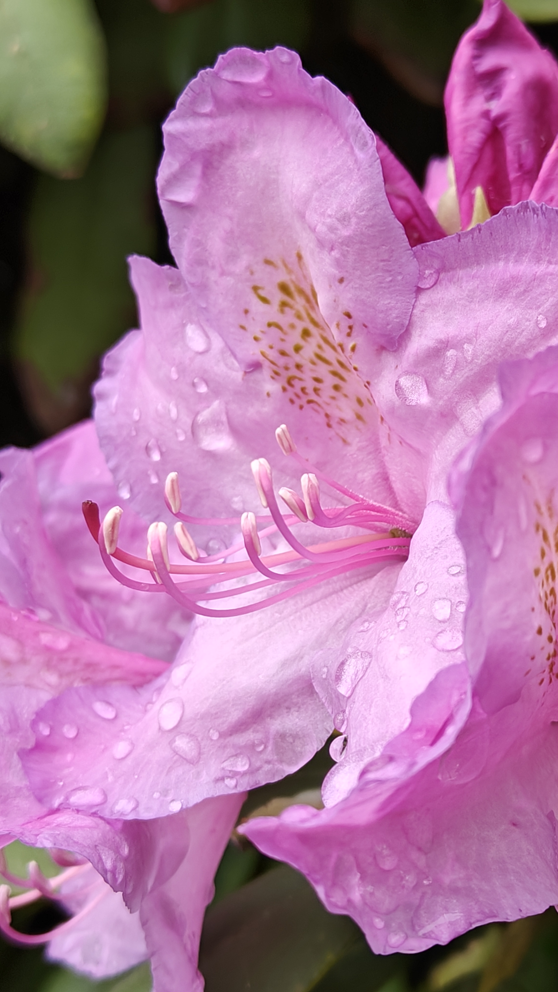 OnePlus 11 5G: Nahaufnahme Blumen