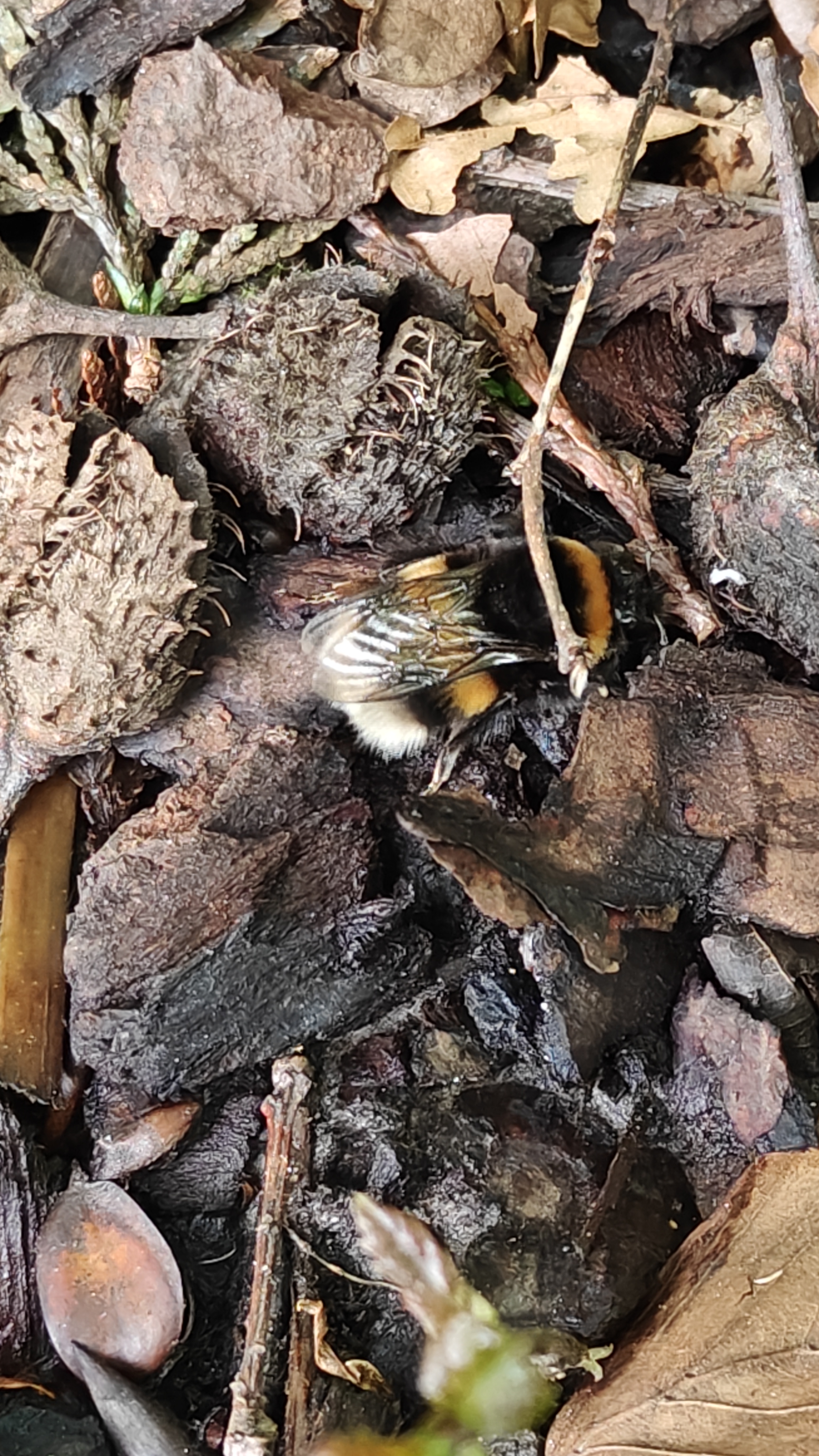 OnePlus 11 5G: Hummel Nahaufnahme