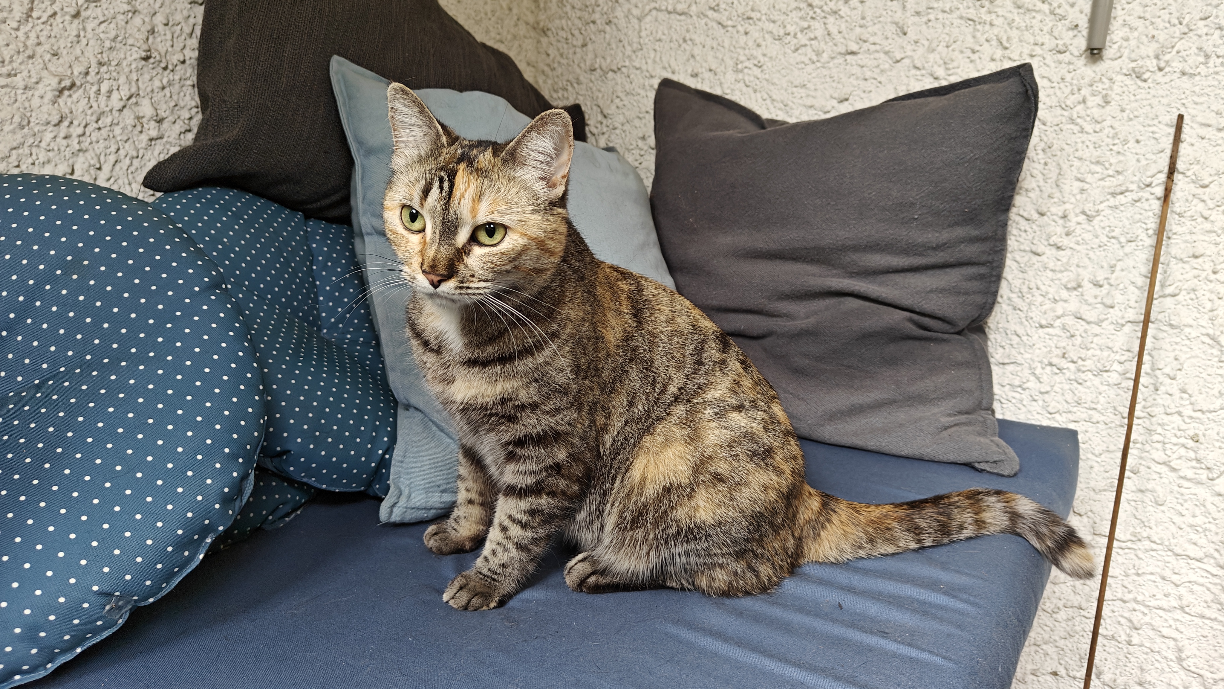 OnePlus 11 5G: Schnappschuss Katze