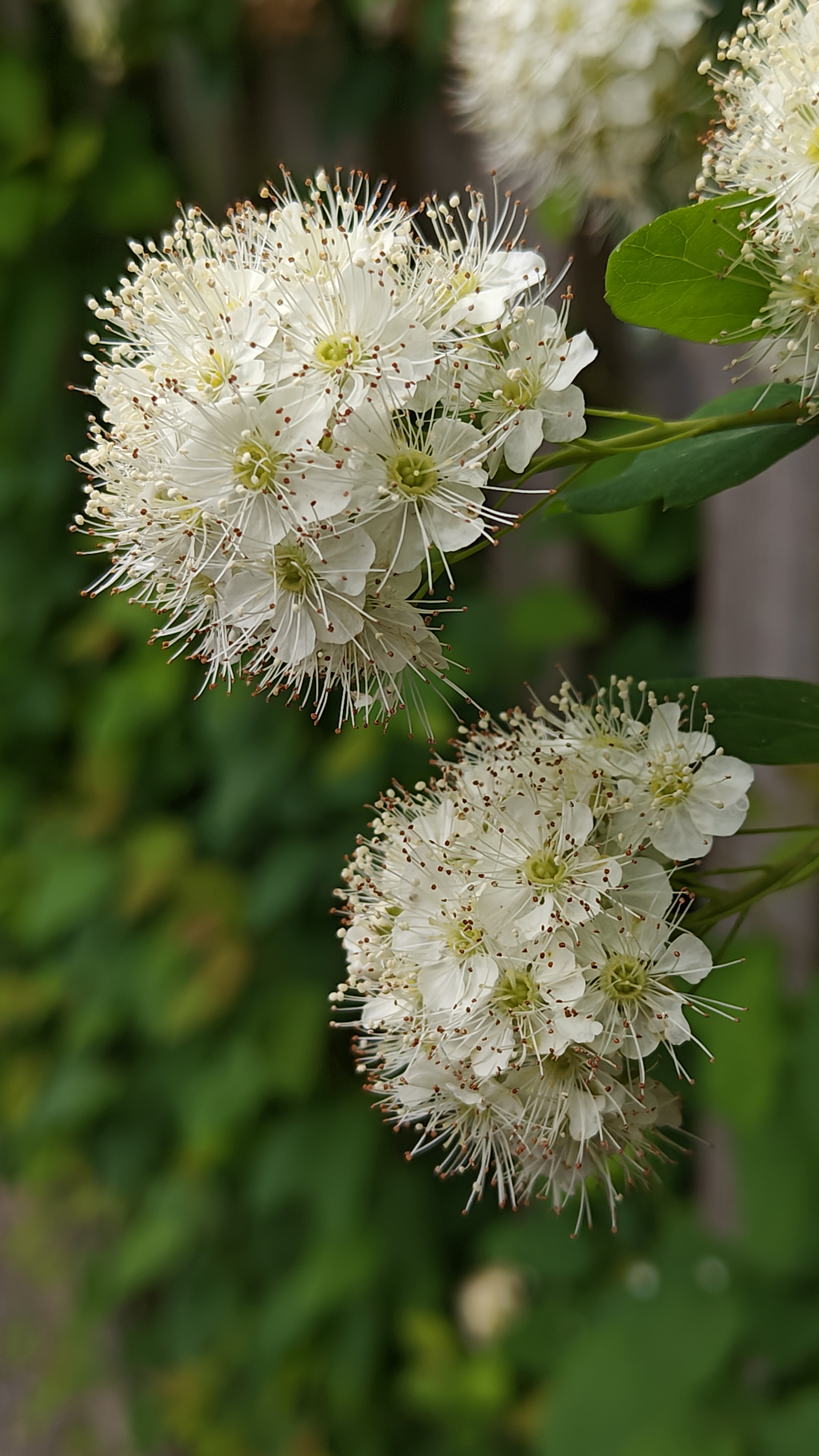 OnePlus 11 5G: Detailaufnahme Blumen