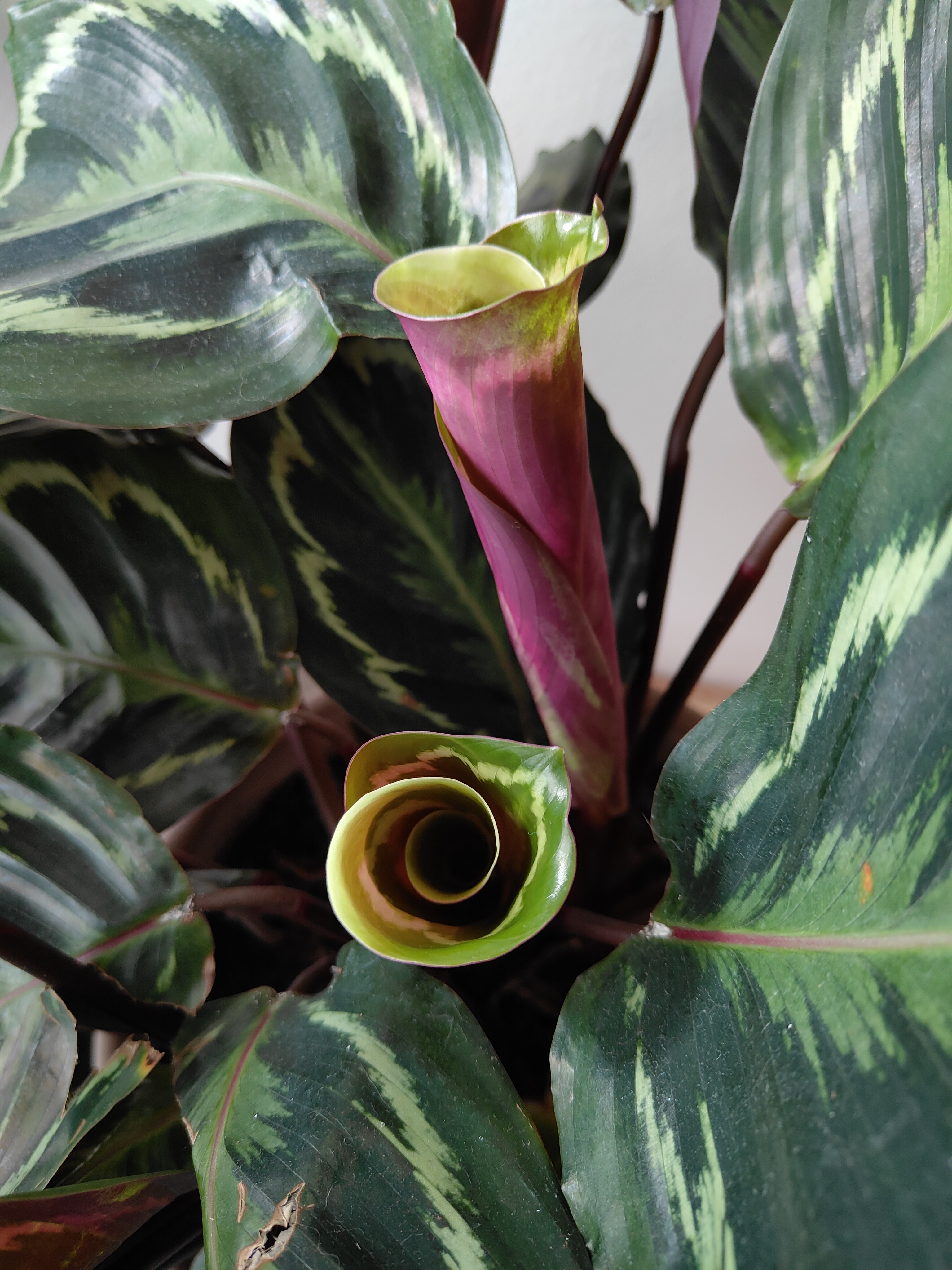 Beispielfoto mit der Kamera des Oppo Reno 10 Pro.