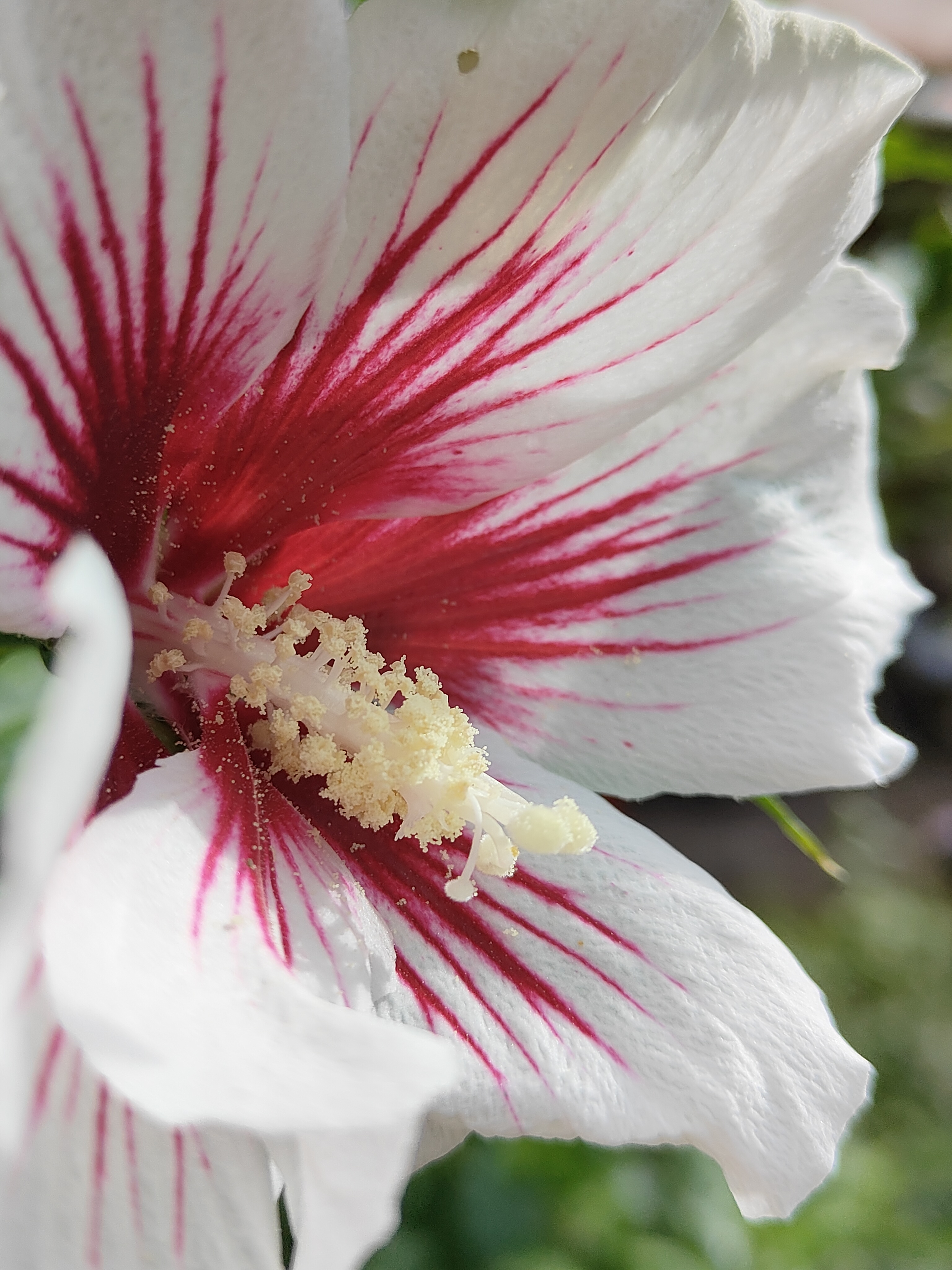 Makroaufnahme, gemacht mit dem Oppo Reno 10 Pro.